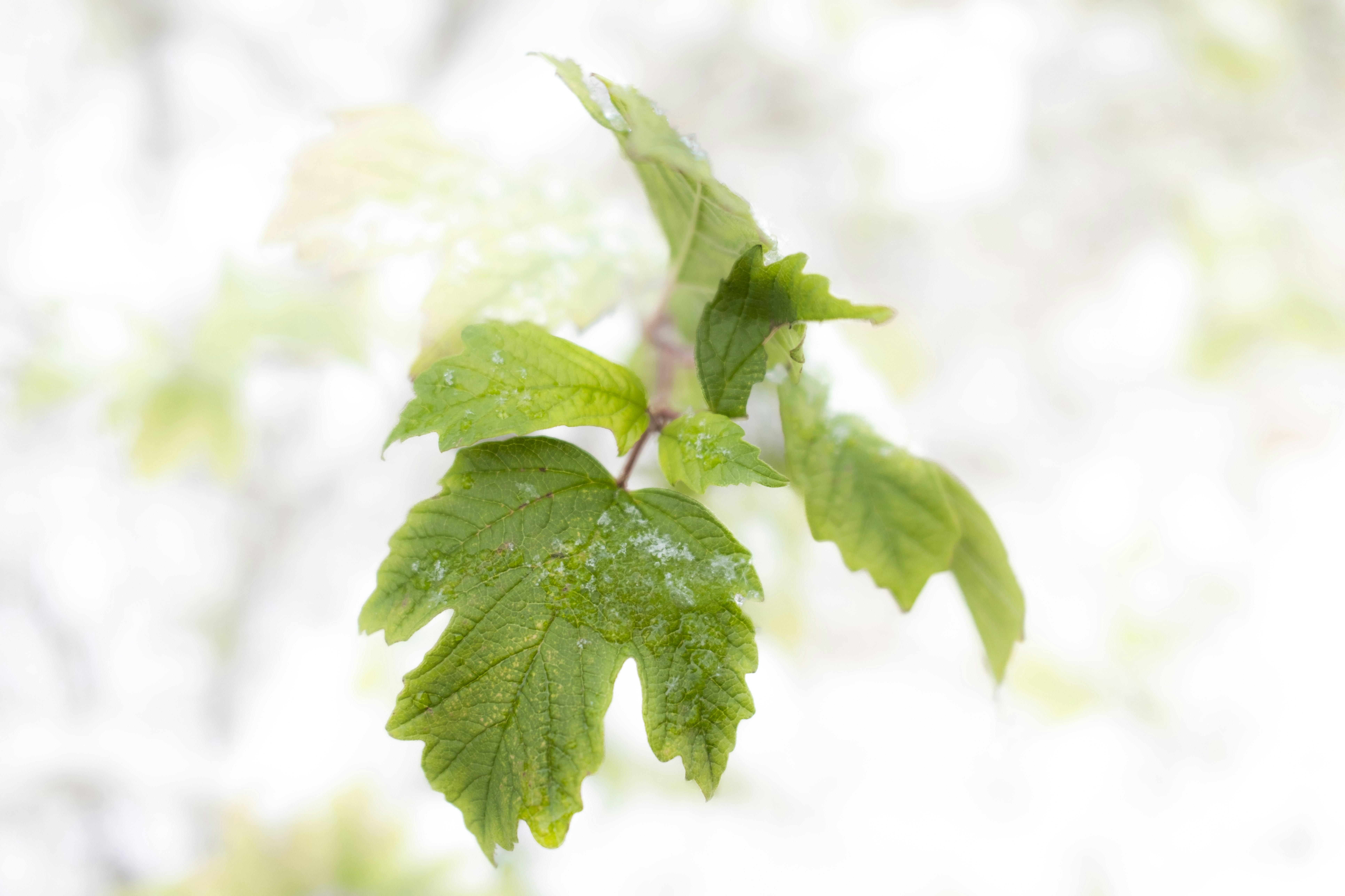 Photo by stef_enheart