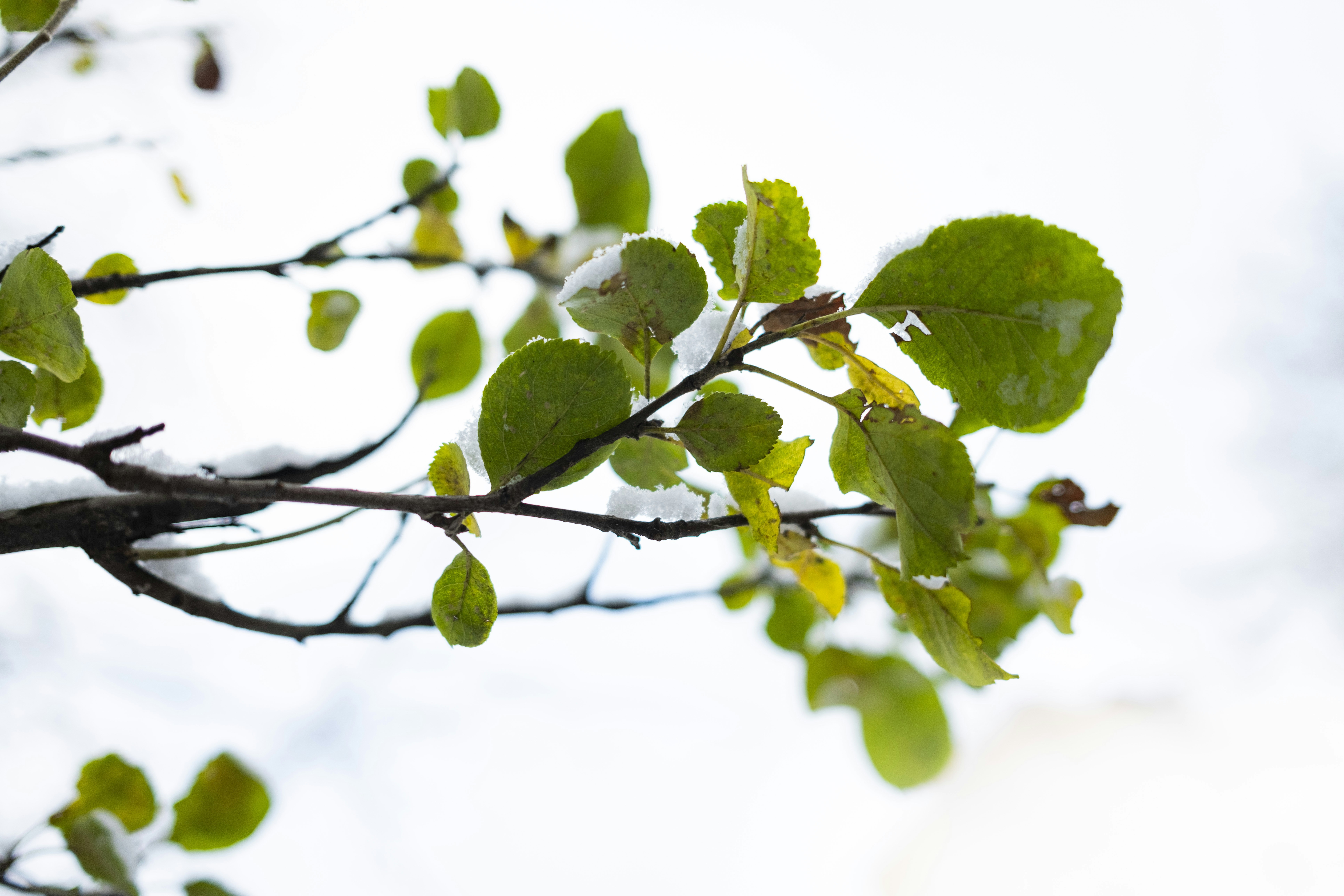 Photo by stef_enheart