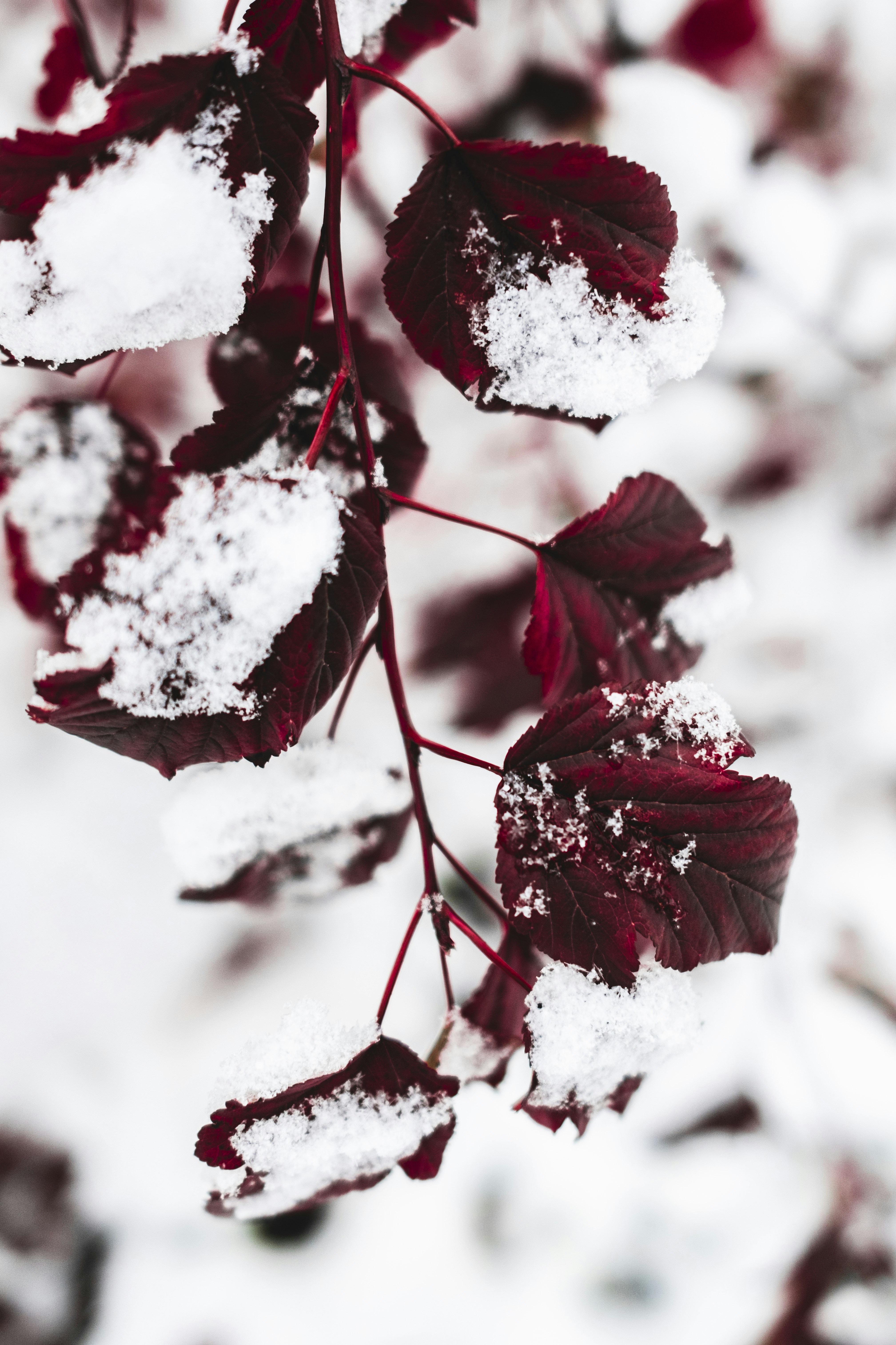 Un ramo con foglie rosse ricoperte di neve