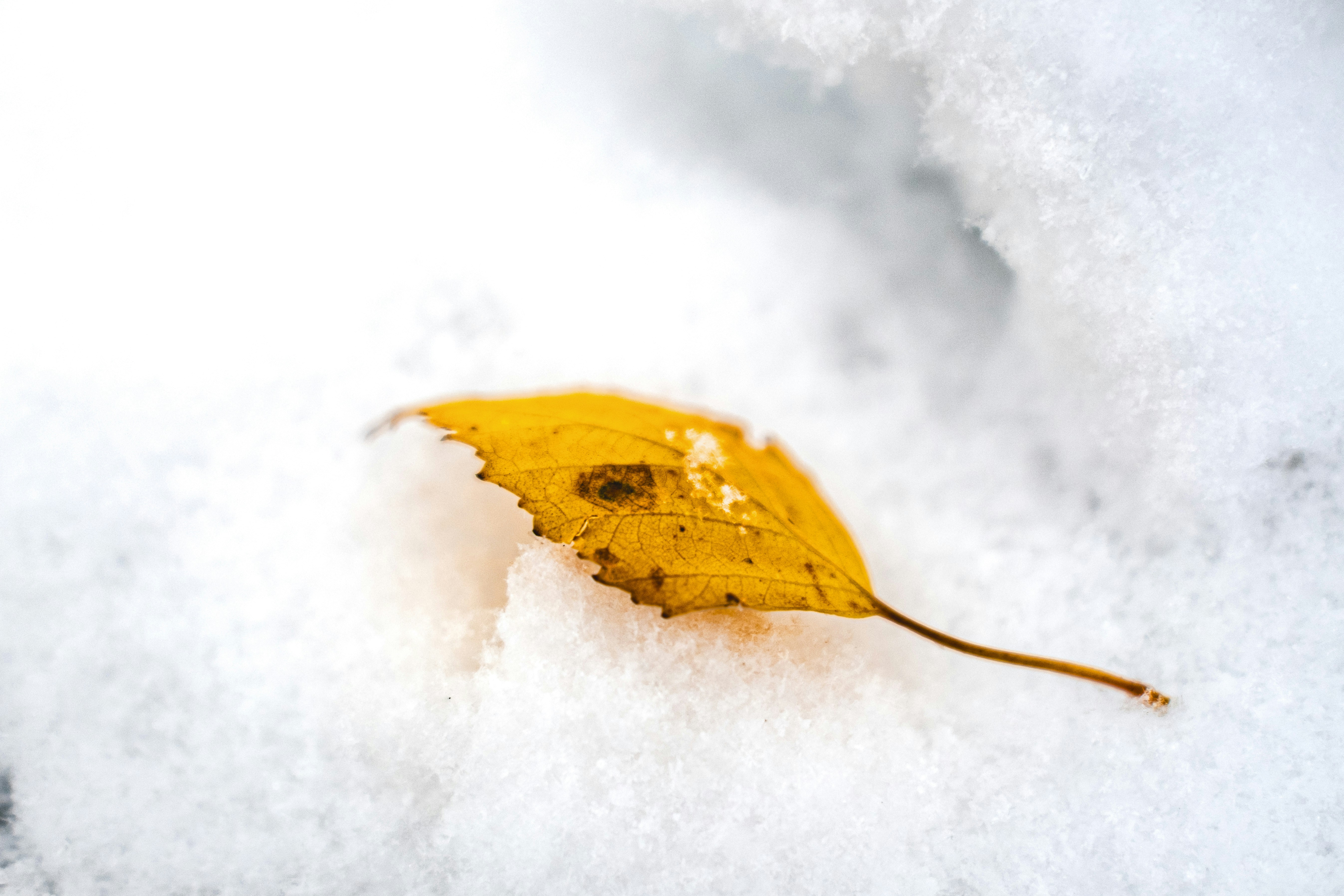 Photo by stef_enheart