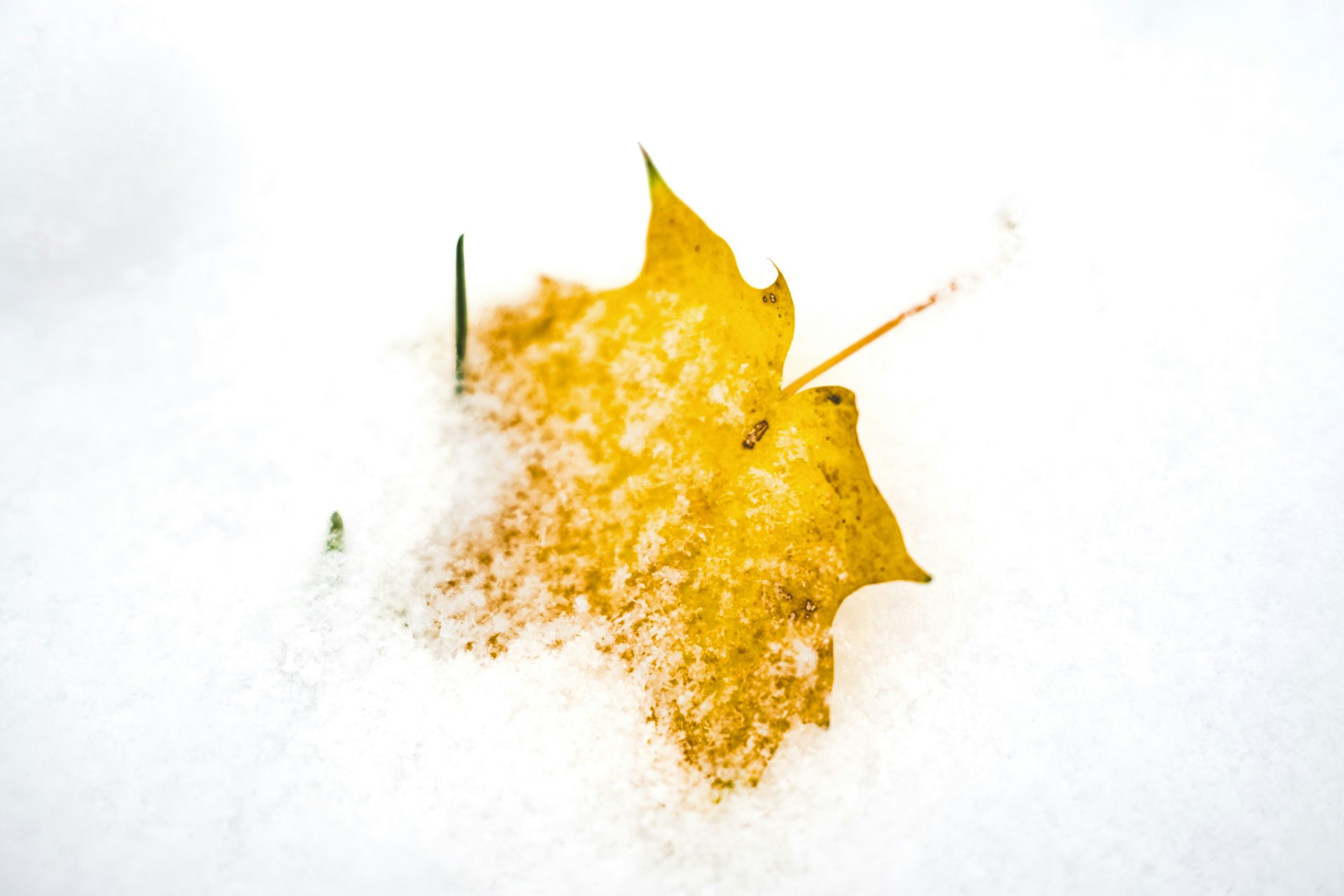 A yellow leaf in the snow on a white background