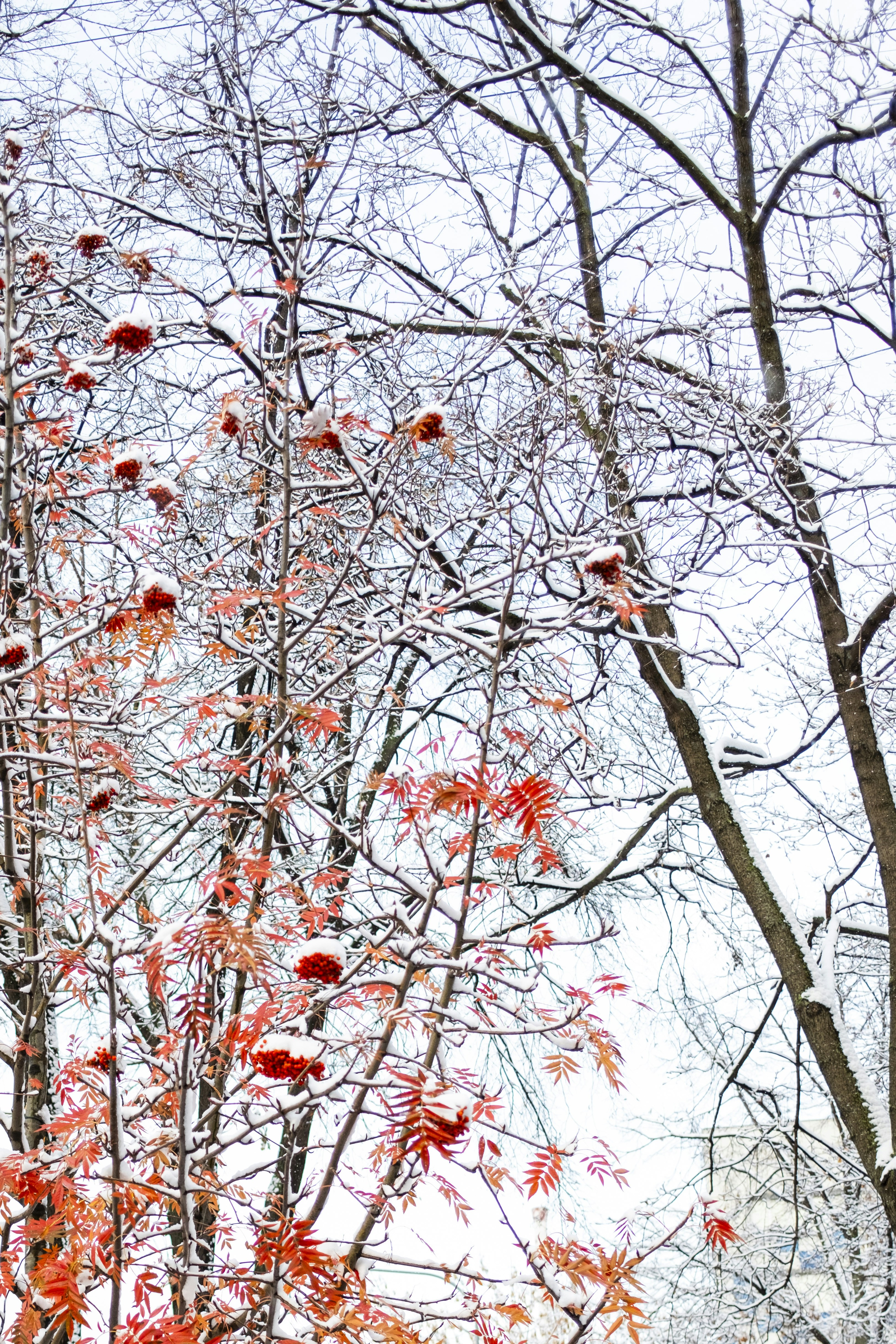 Photo by stef_enheart