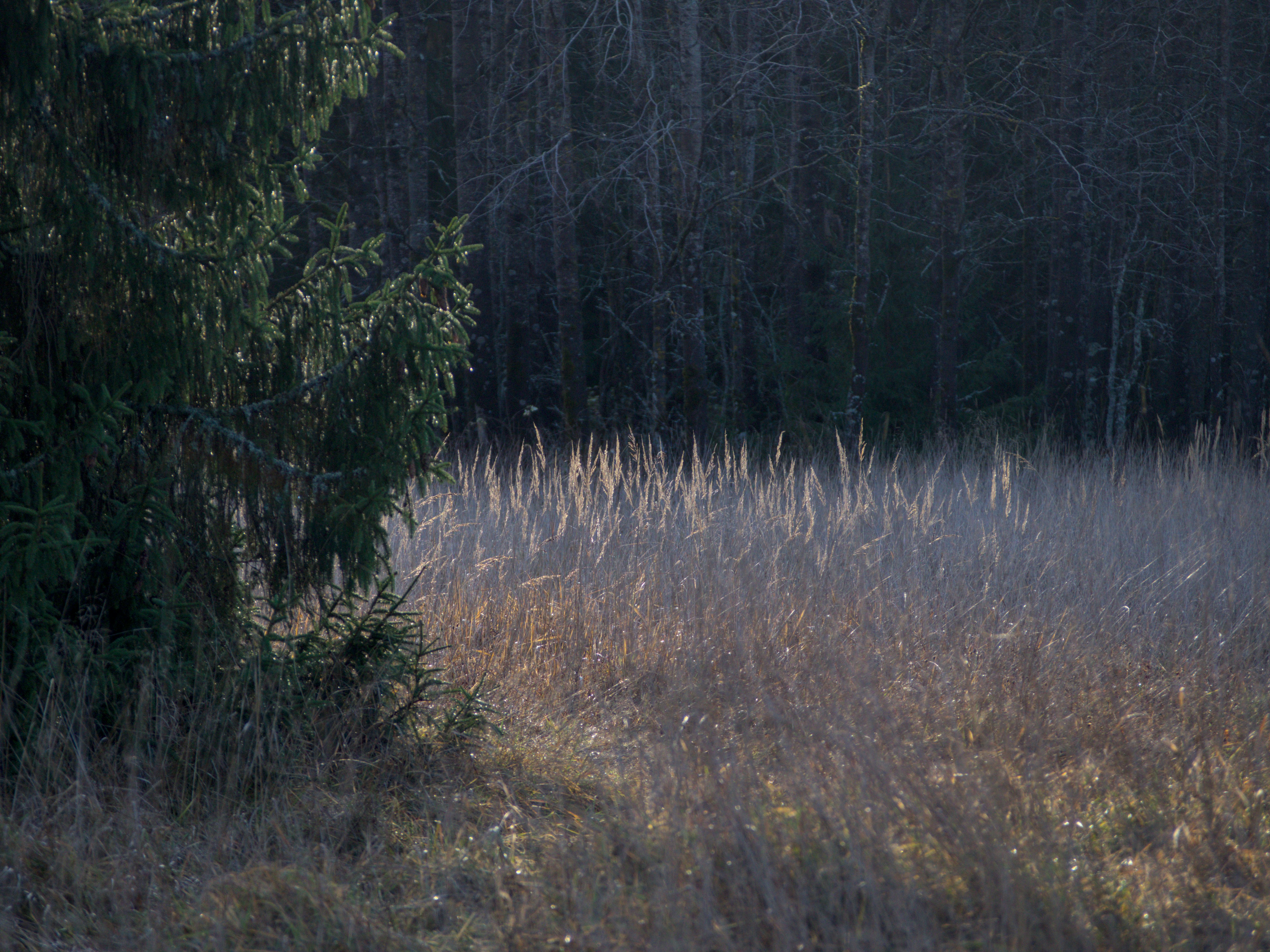 Photo by schneiderhenry