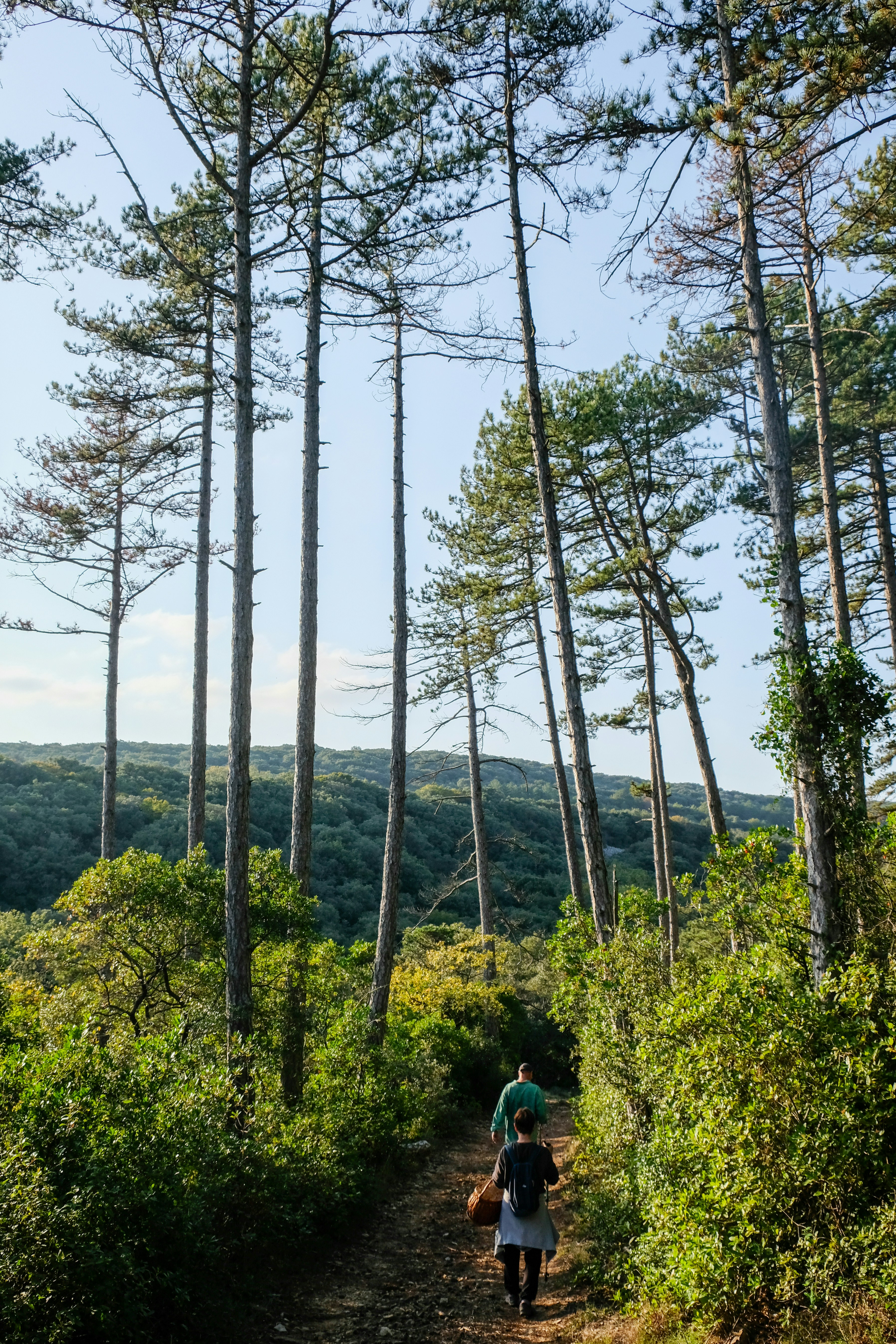 A person walking down a trail in the woods