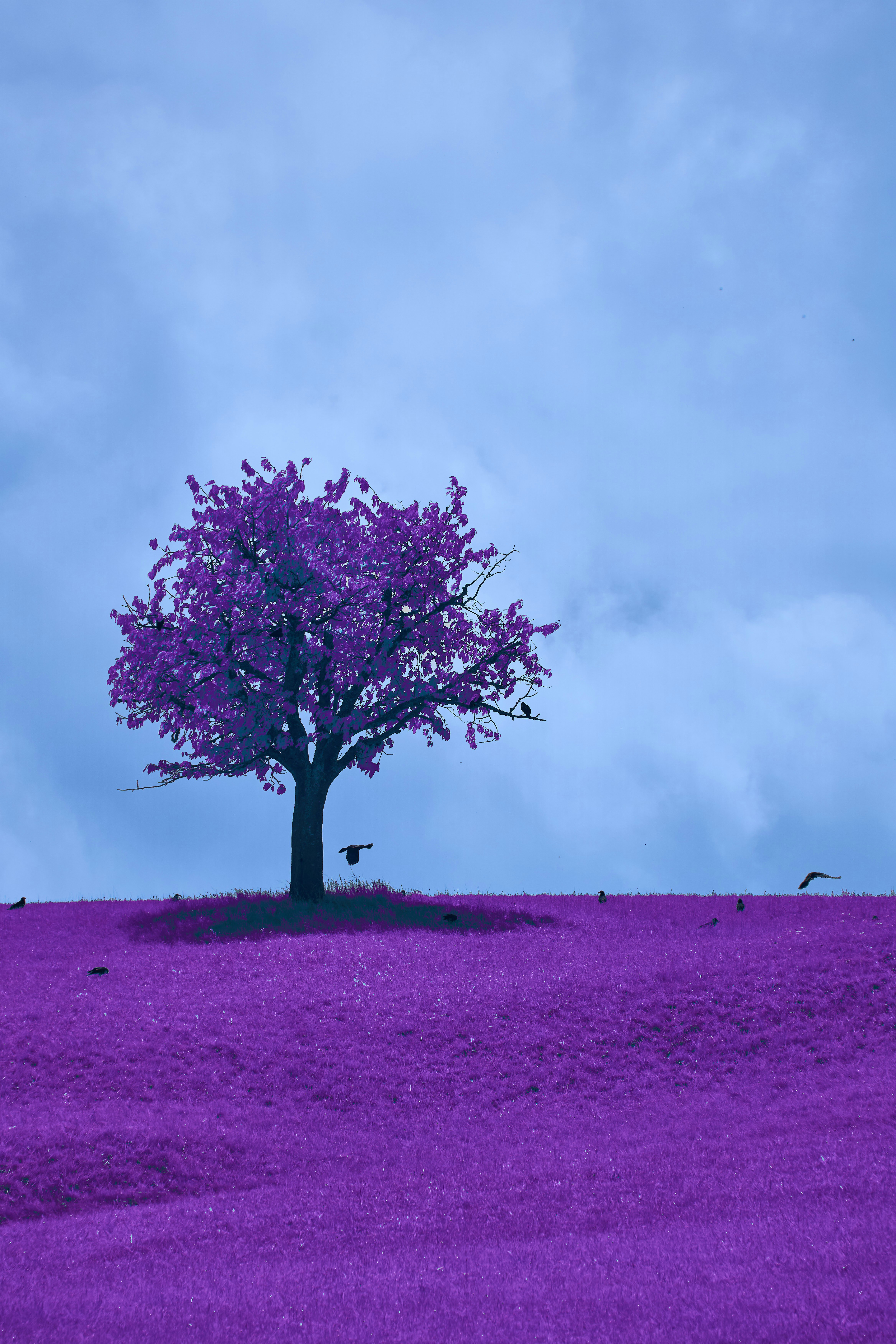 Photo by wolfgang_hasselmann