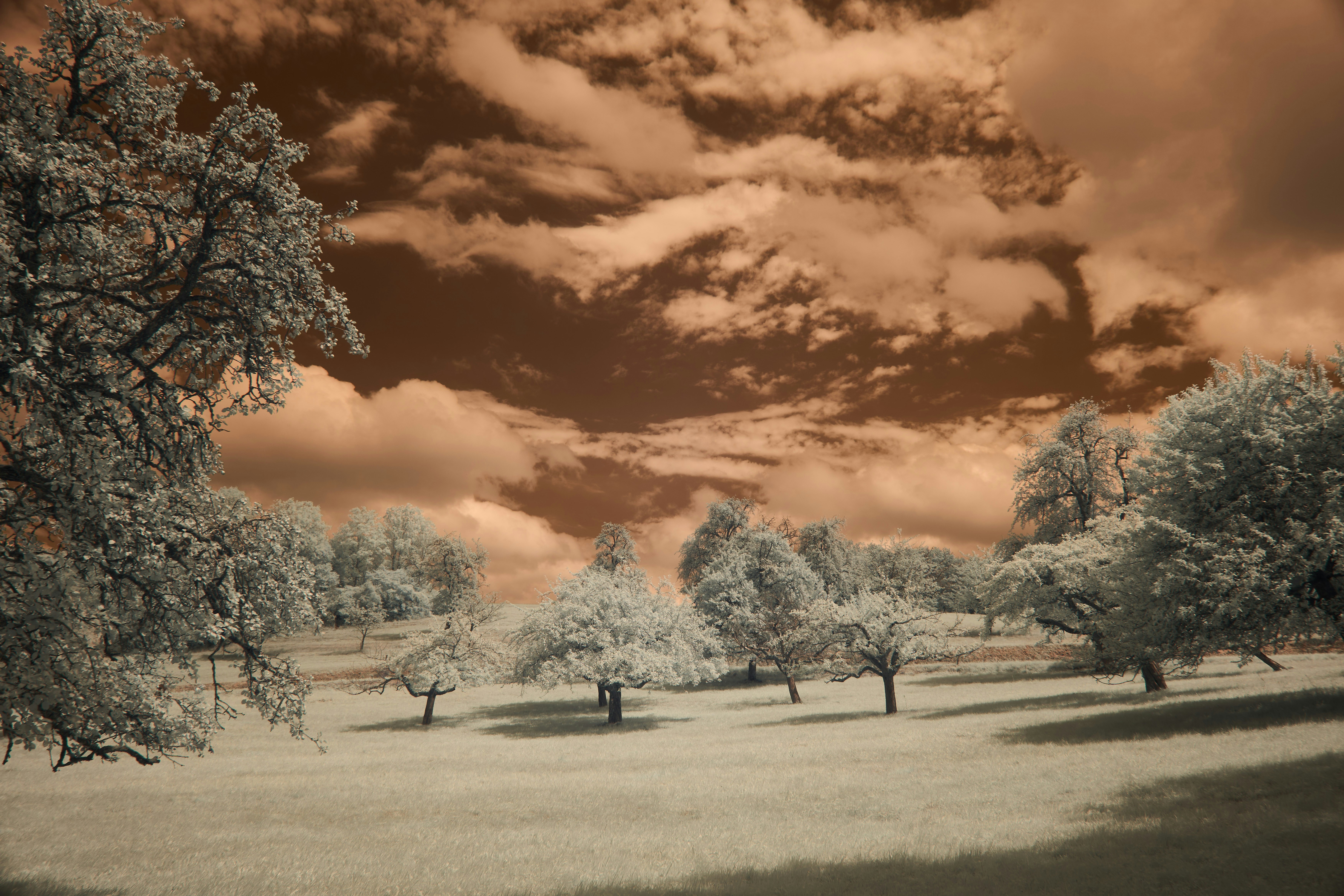 Photo by wolfgang_hasselmann