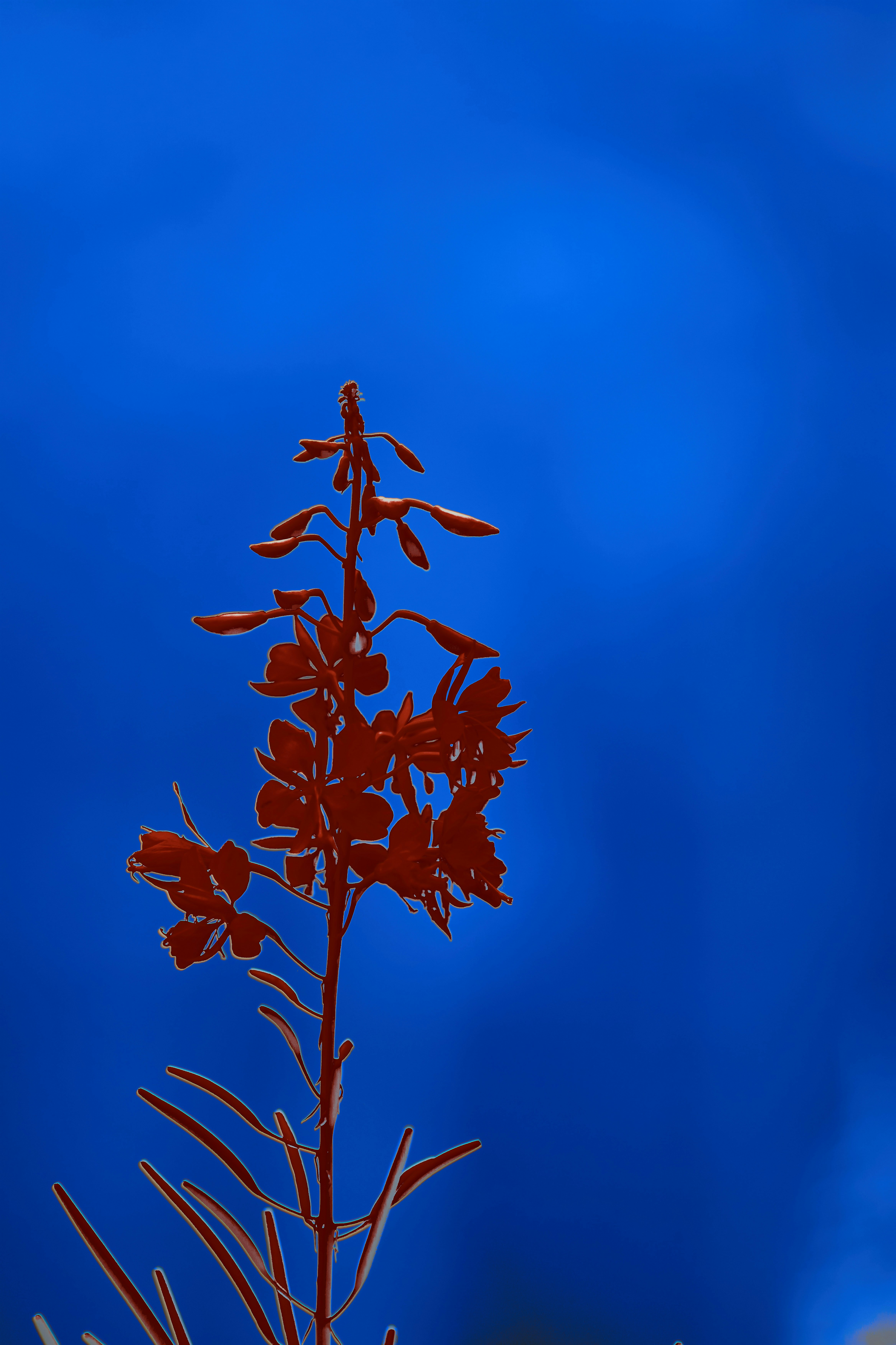 A red flower with a blue sky in the background