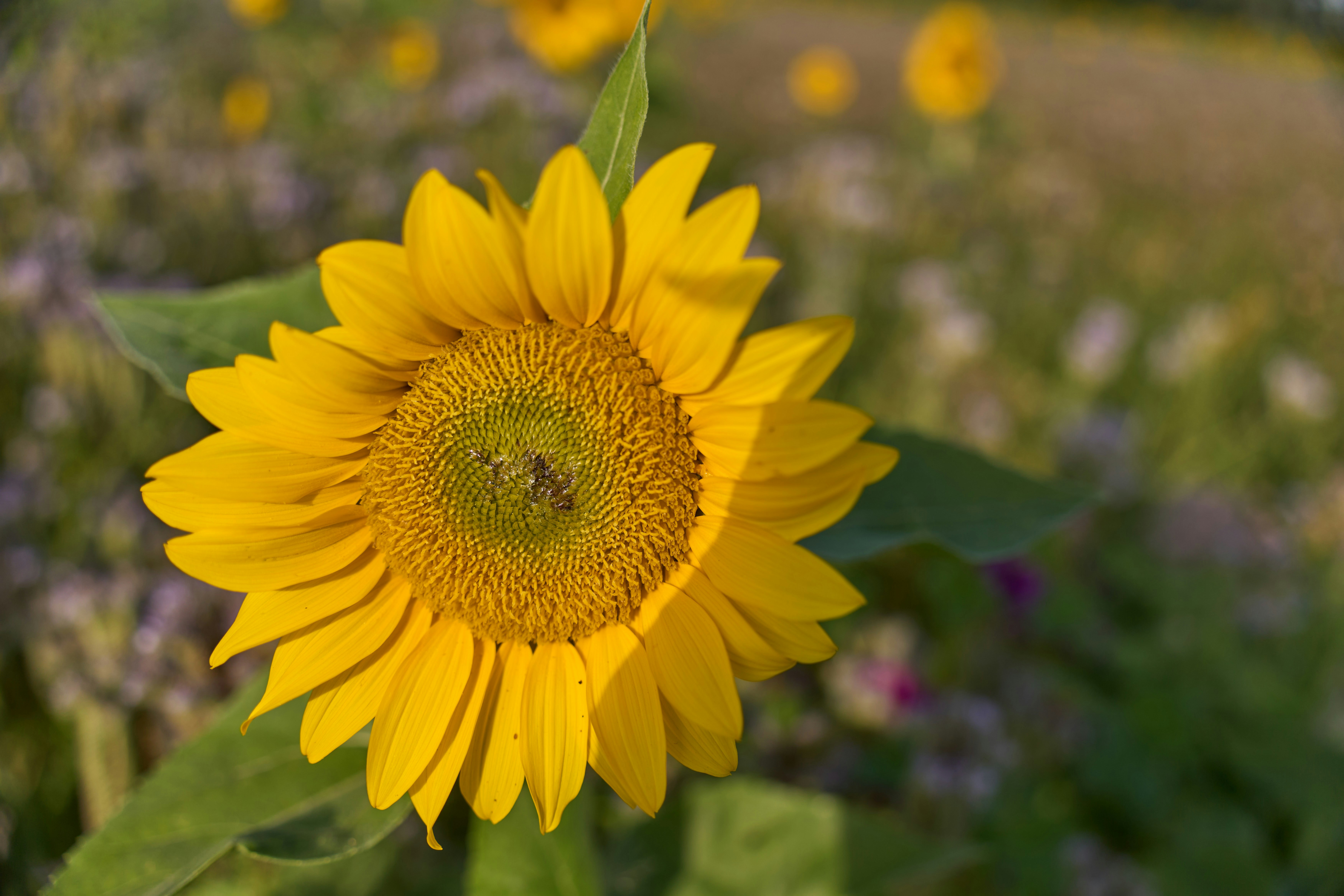 Photo by wolfgang_hasselmann