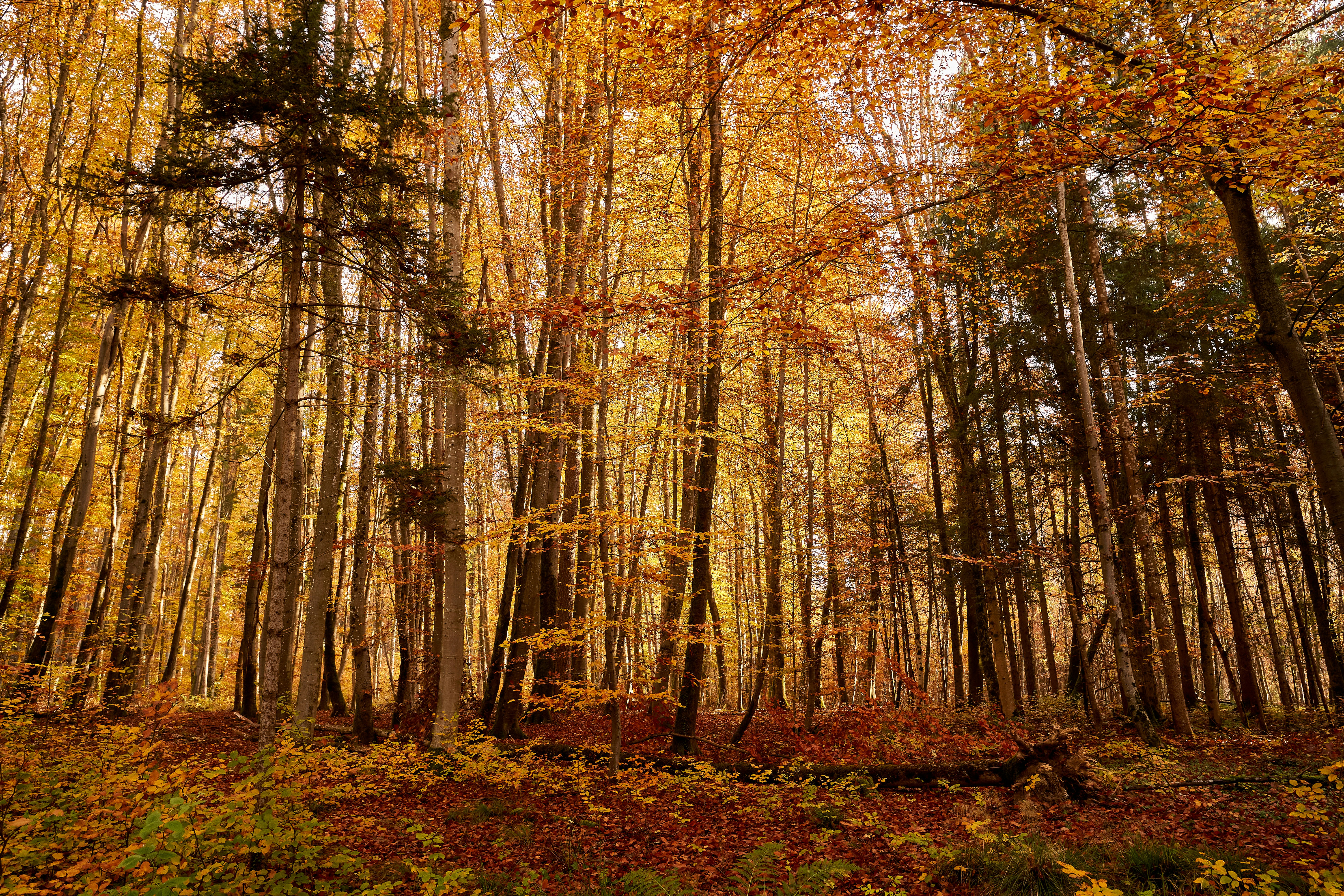 Photo by wolfgang_hasselmann