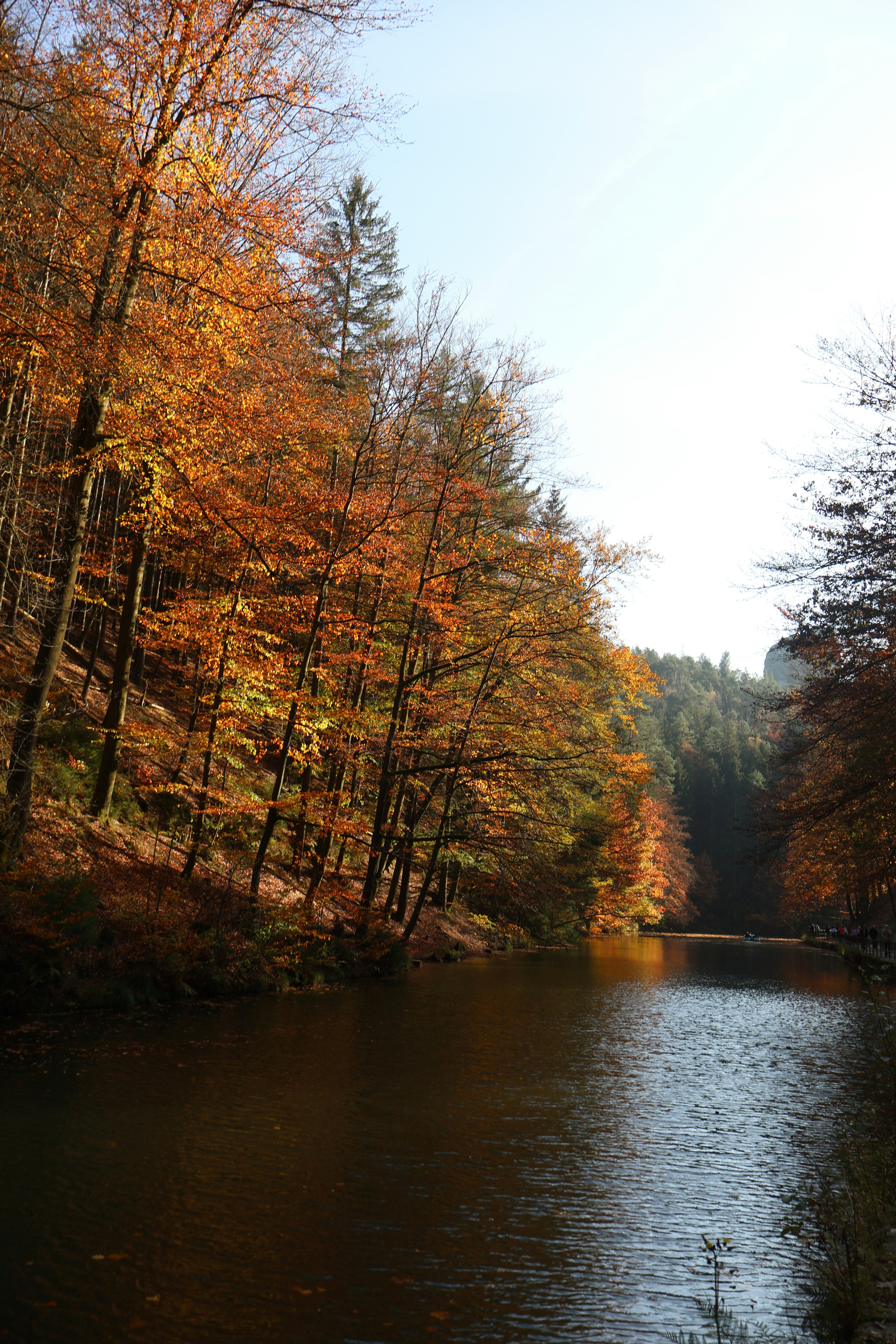 A body of water surrounded by lots of trees