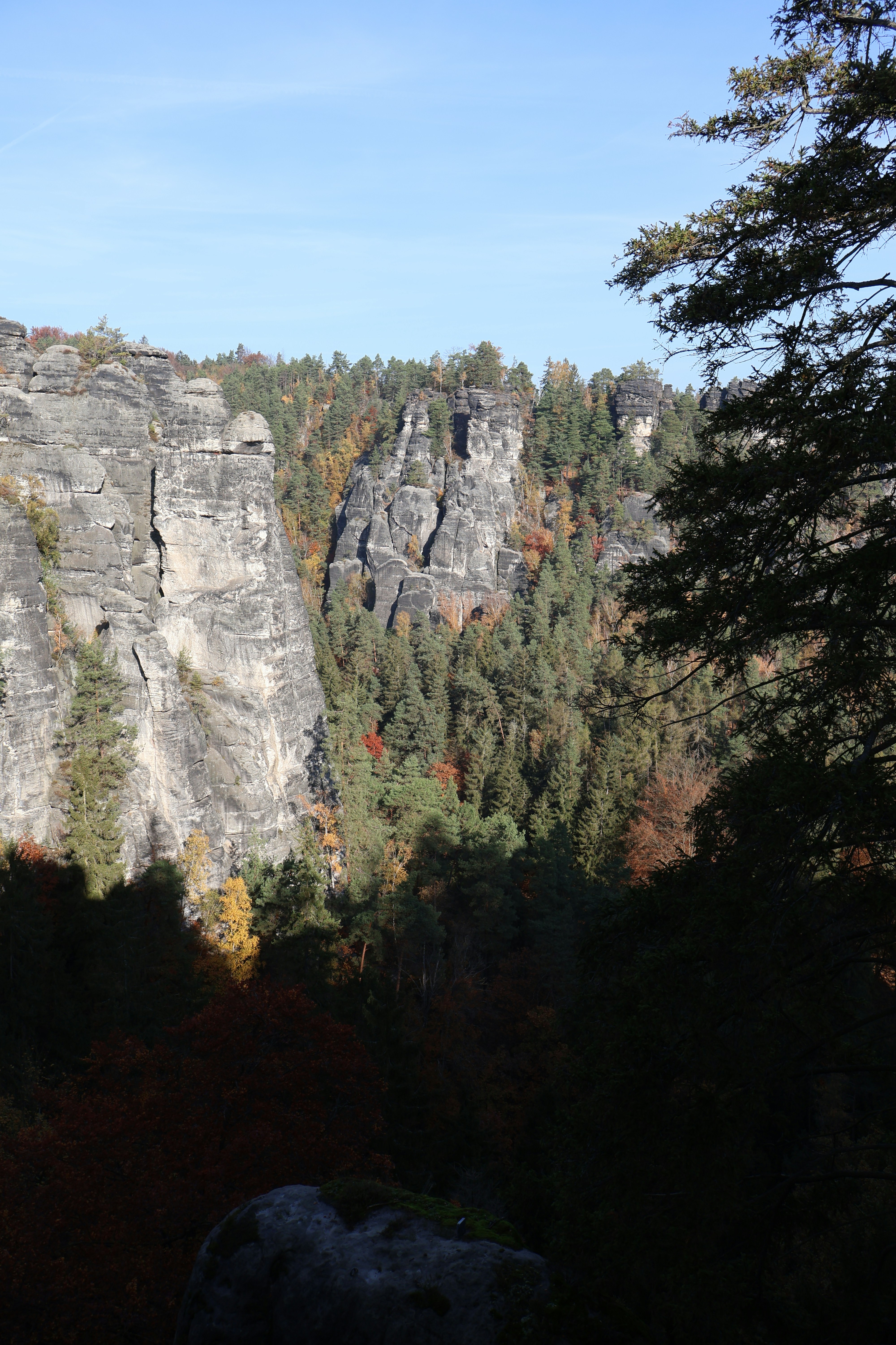 A forest filled with lots of trees next to a mountain