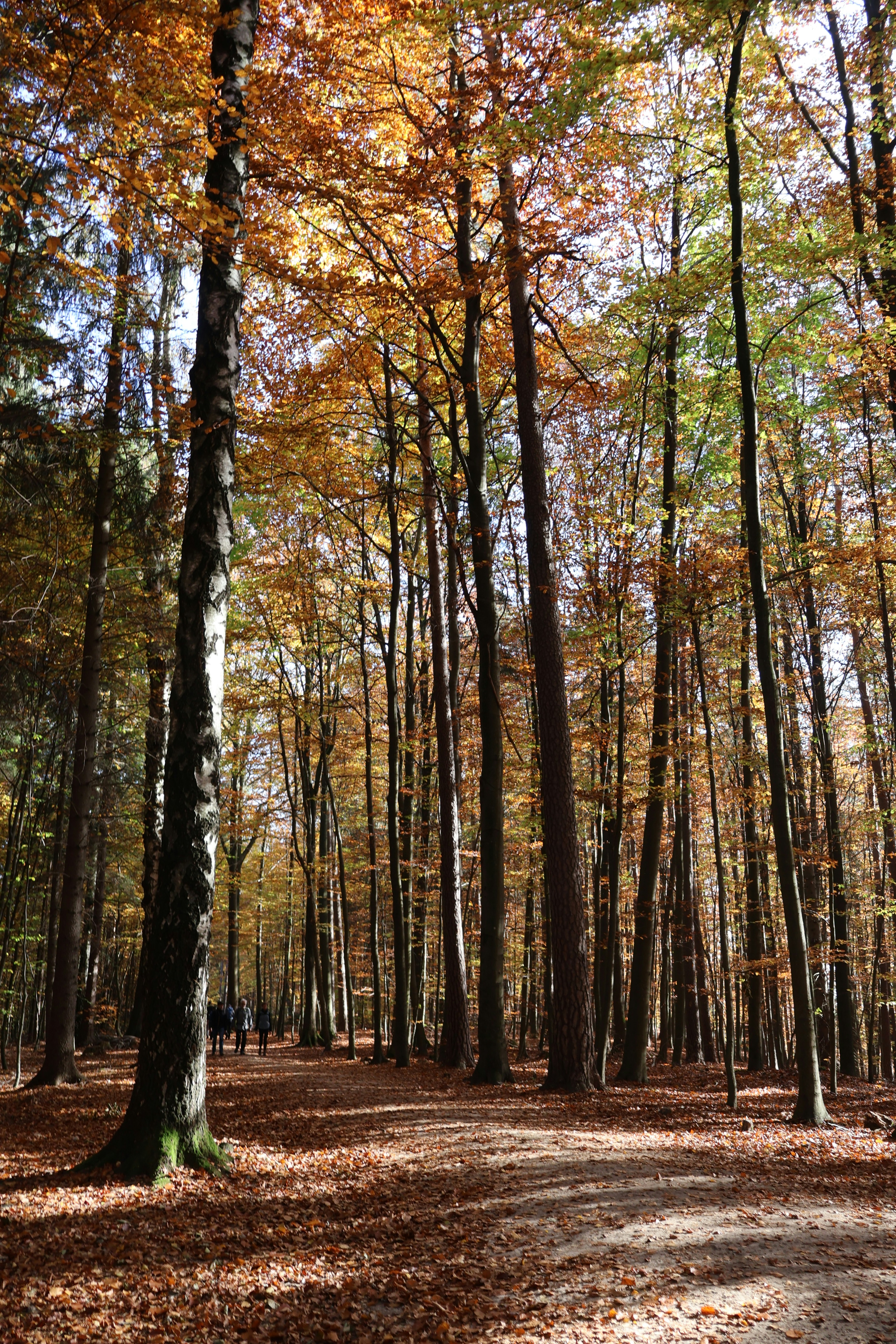 A forest filled with lots of tall trees