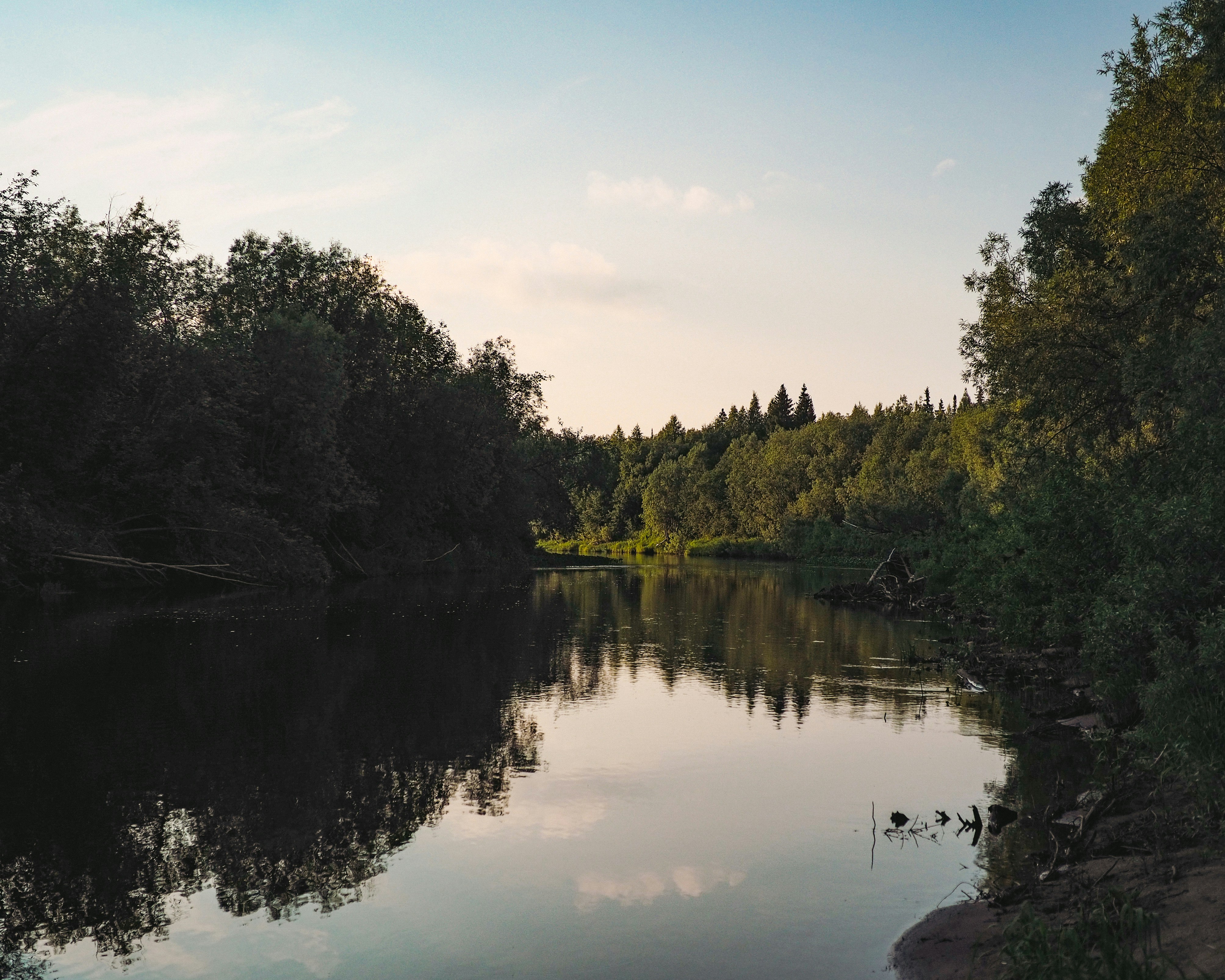 A body of water surrounded by trees and a forest