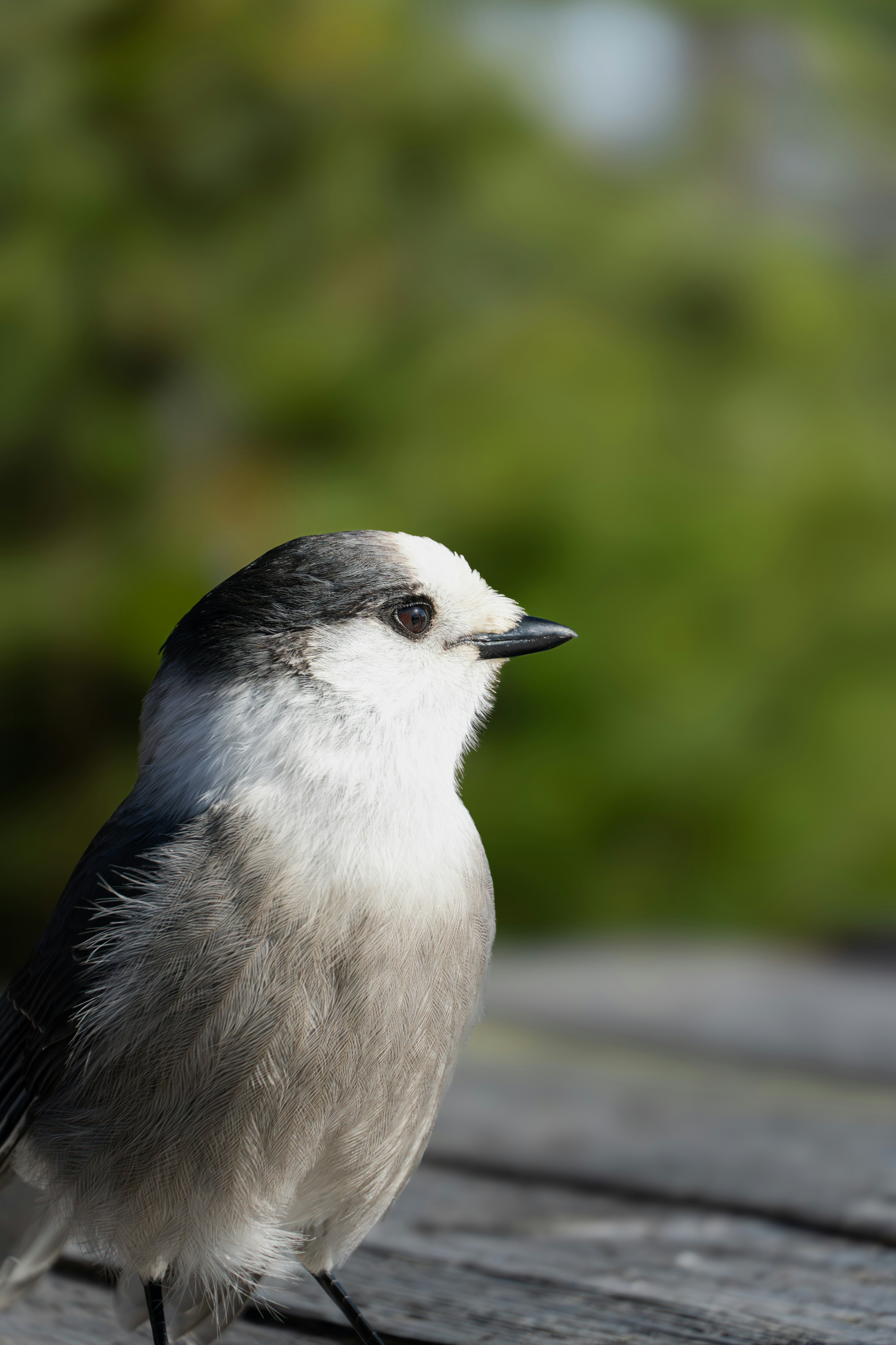 Photo by tog_photography