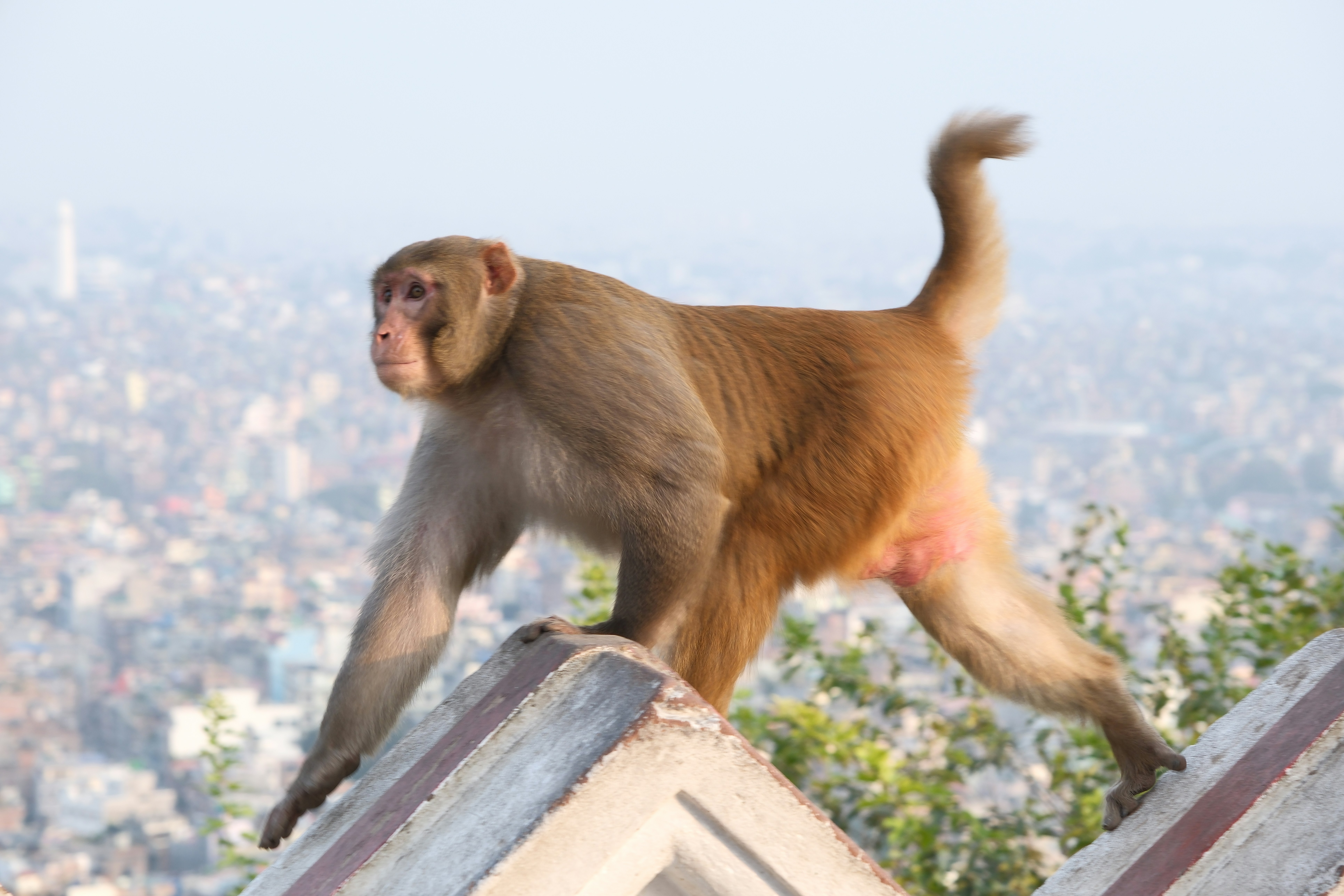 A monkey standing on top of a building