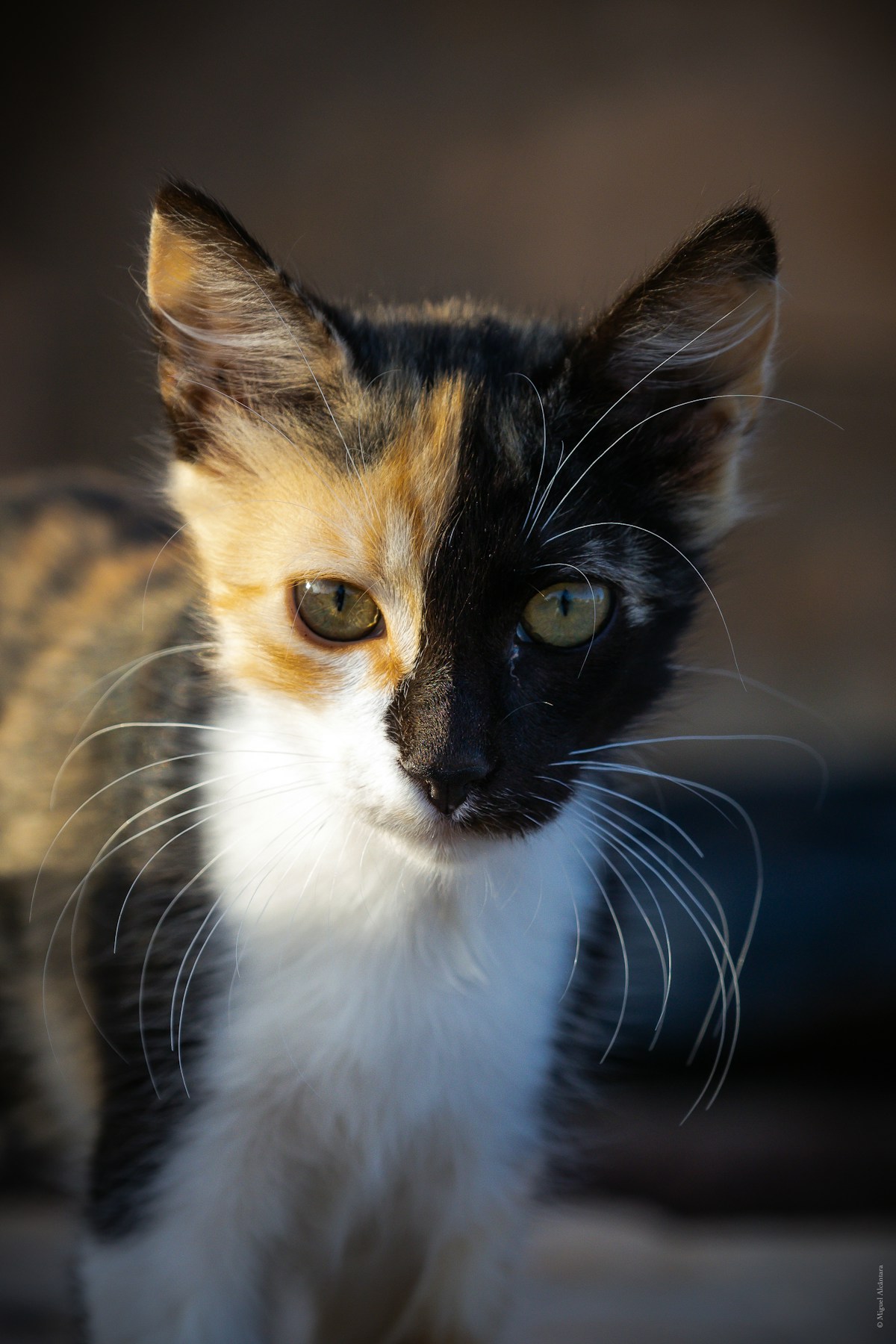 Fez medina - narrow streets and ancient architecture