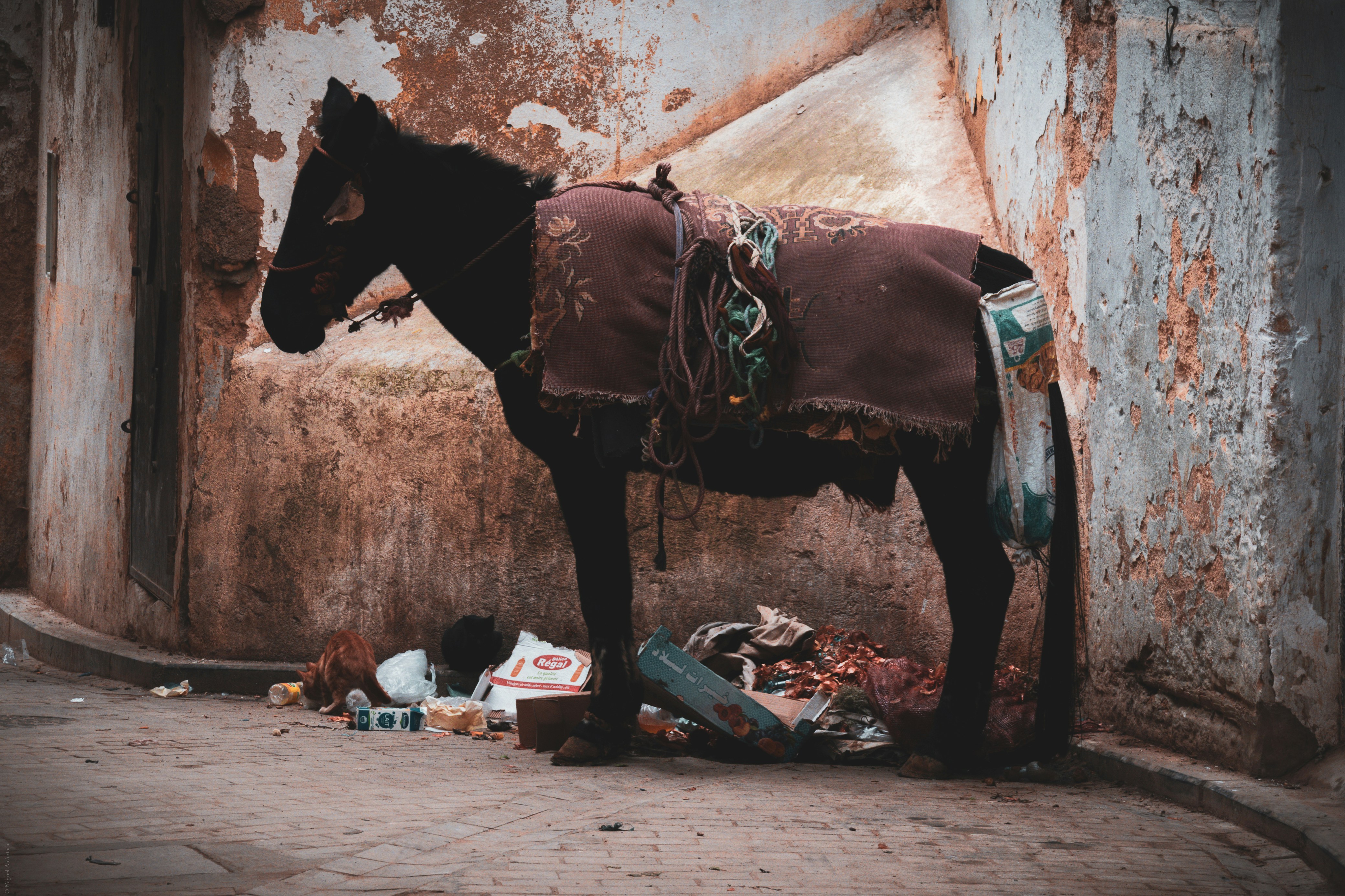 A horse standing next to a pile of trash