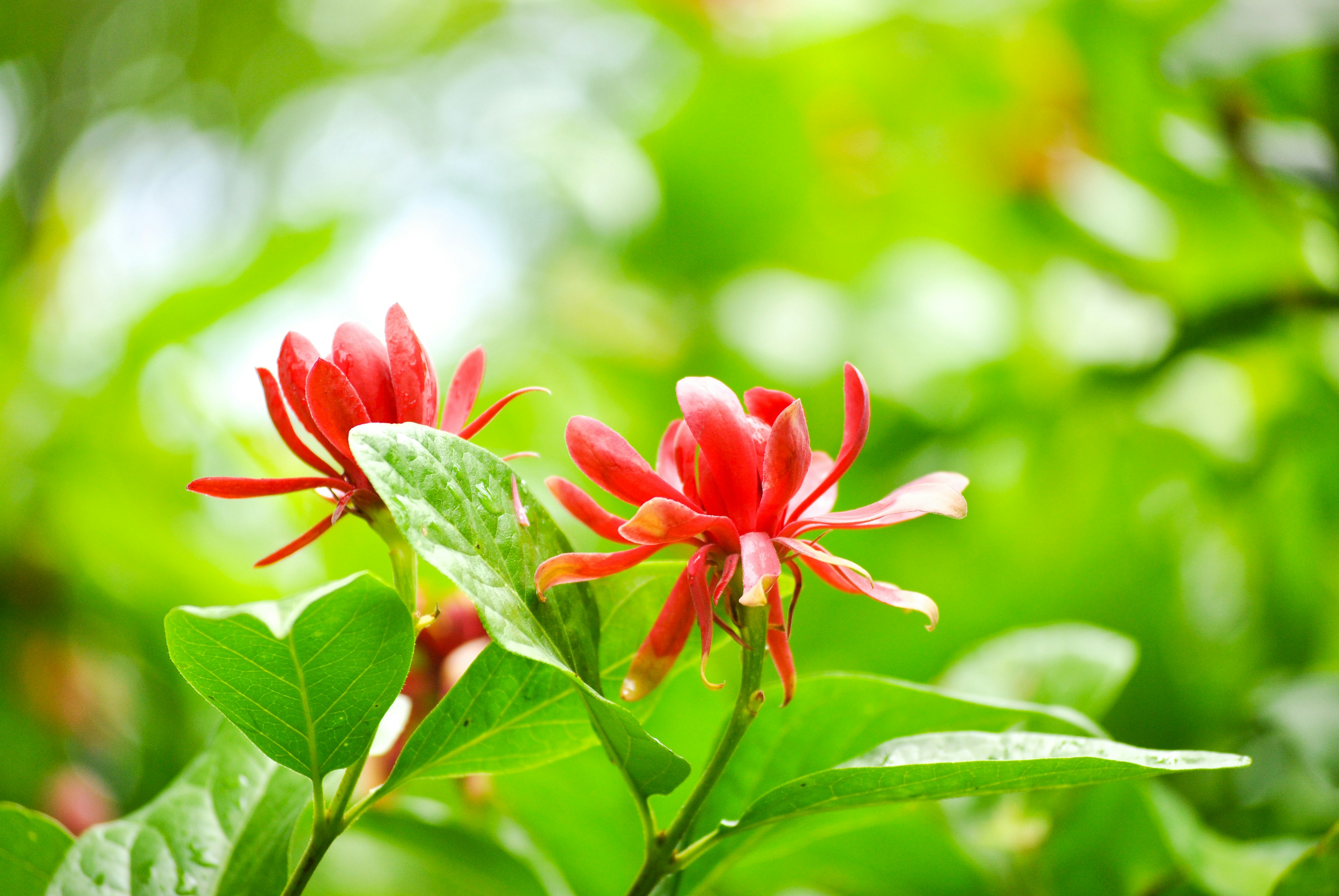 Two red flowers with green leaves in the background