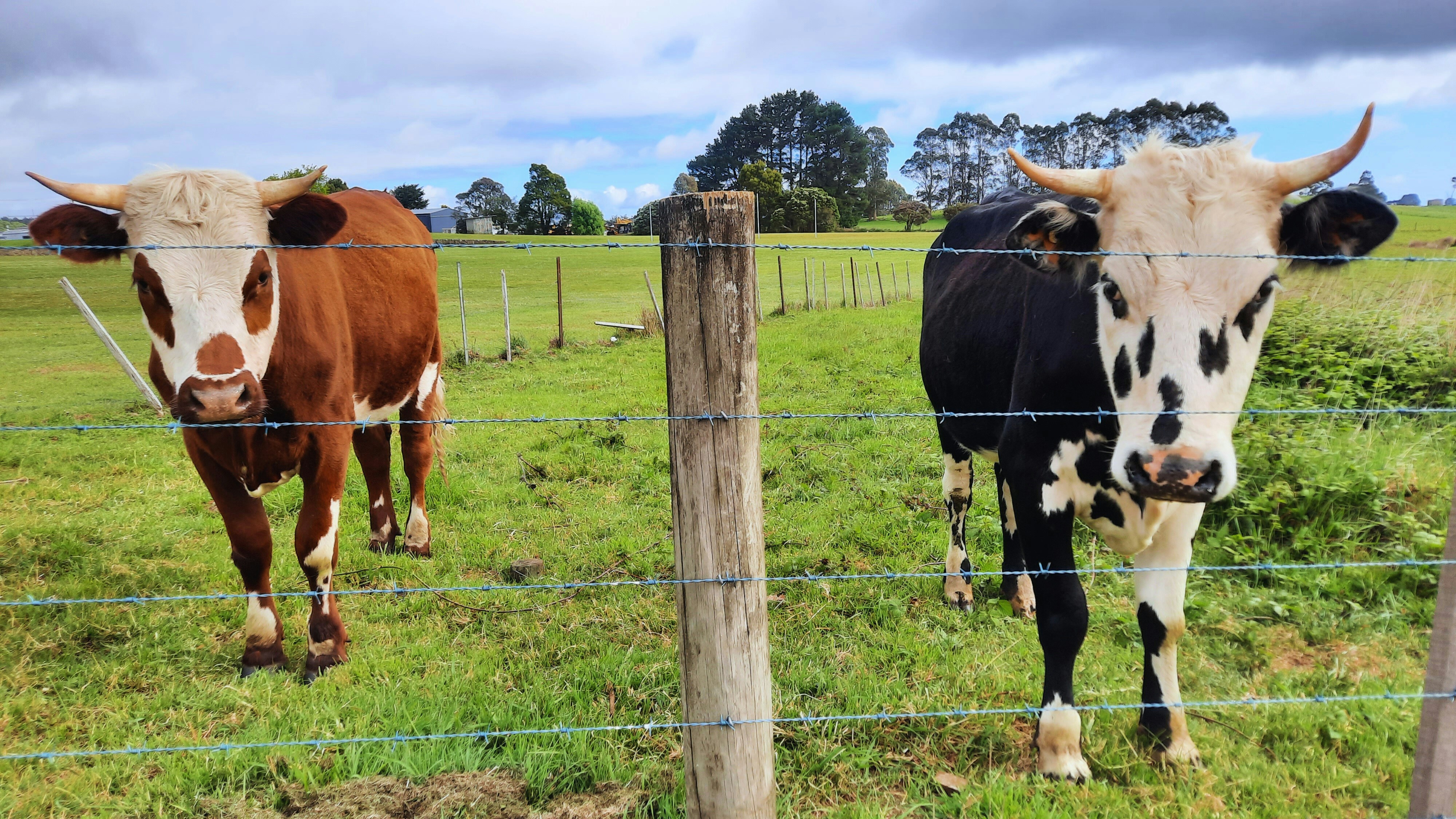 A couple of cows that are standing in the grass