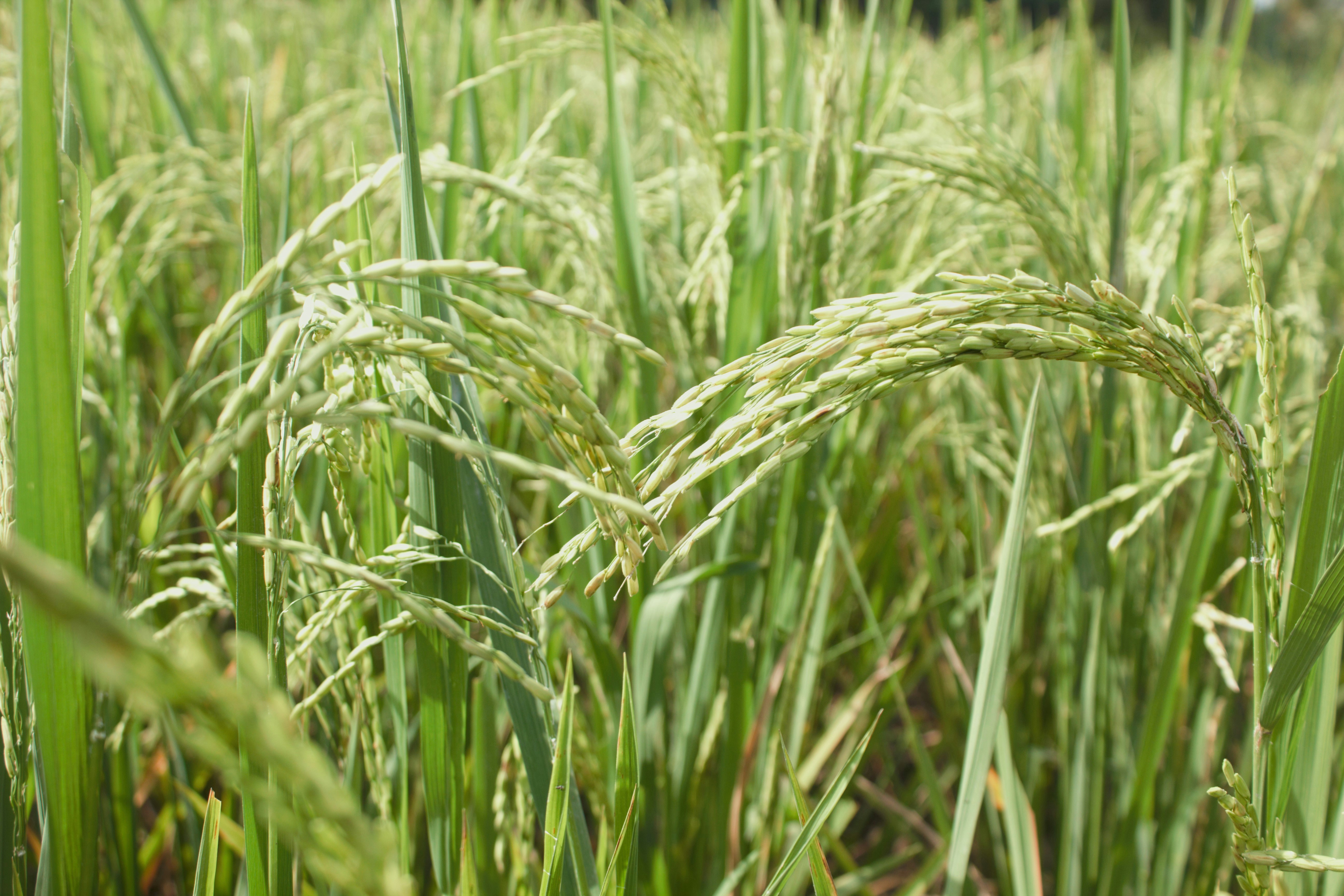 Brown organic rice in a rustic bowl.