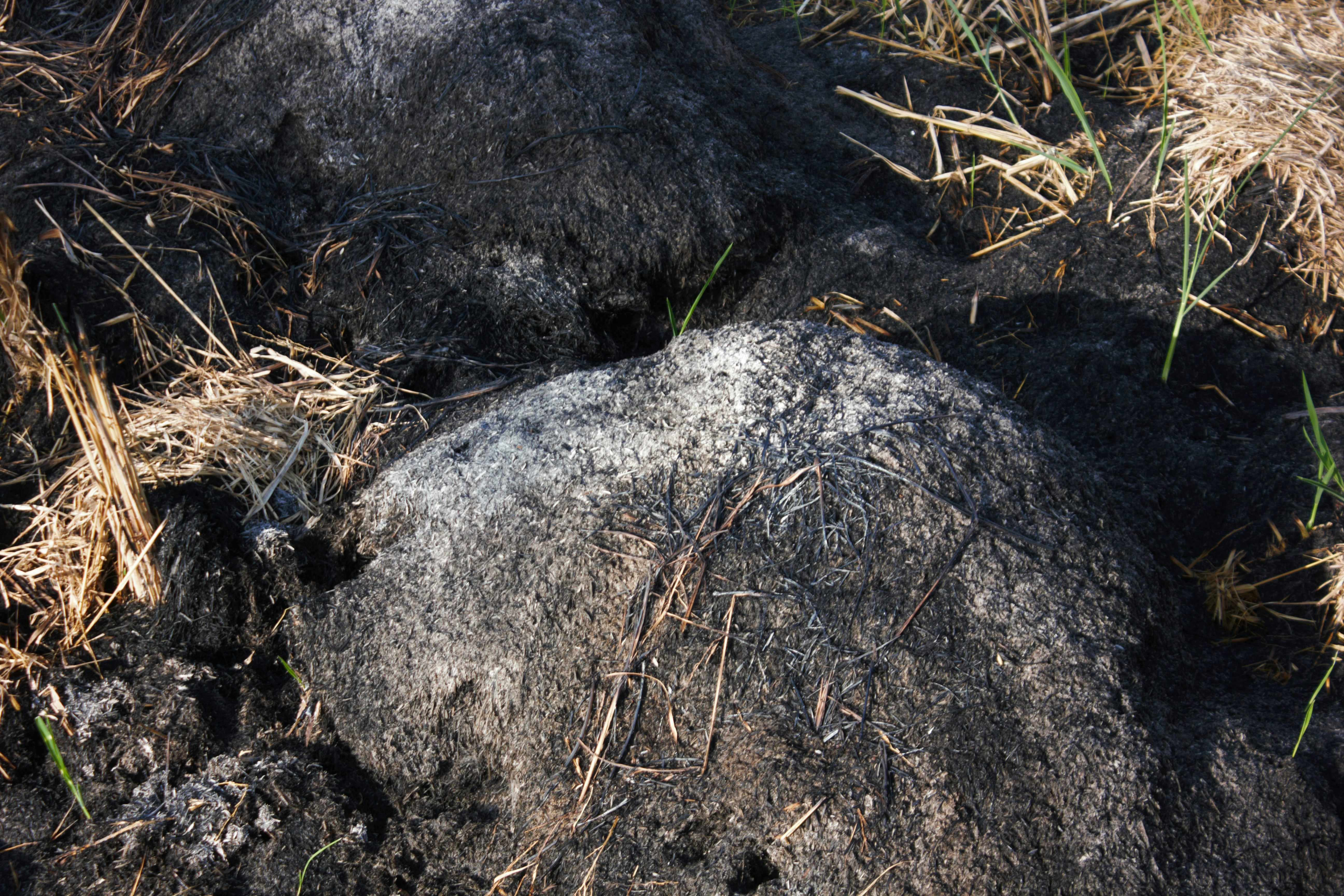 Un primer plano de una roca en la hierba