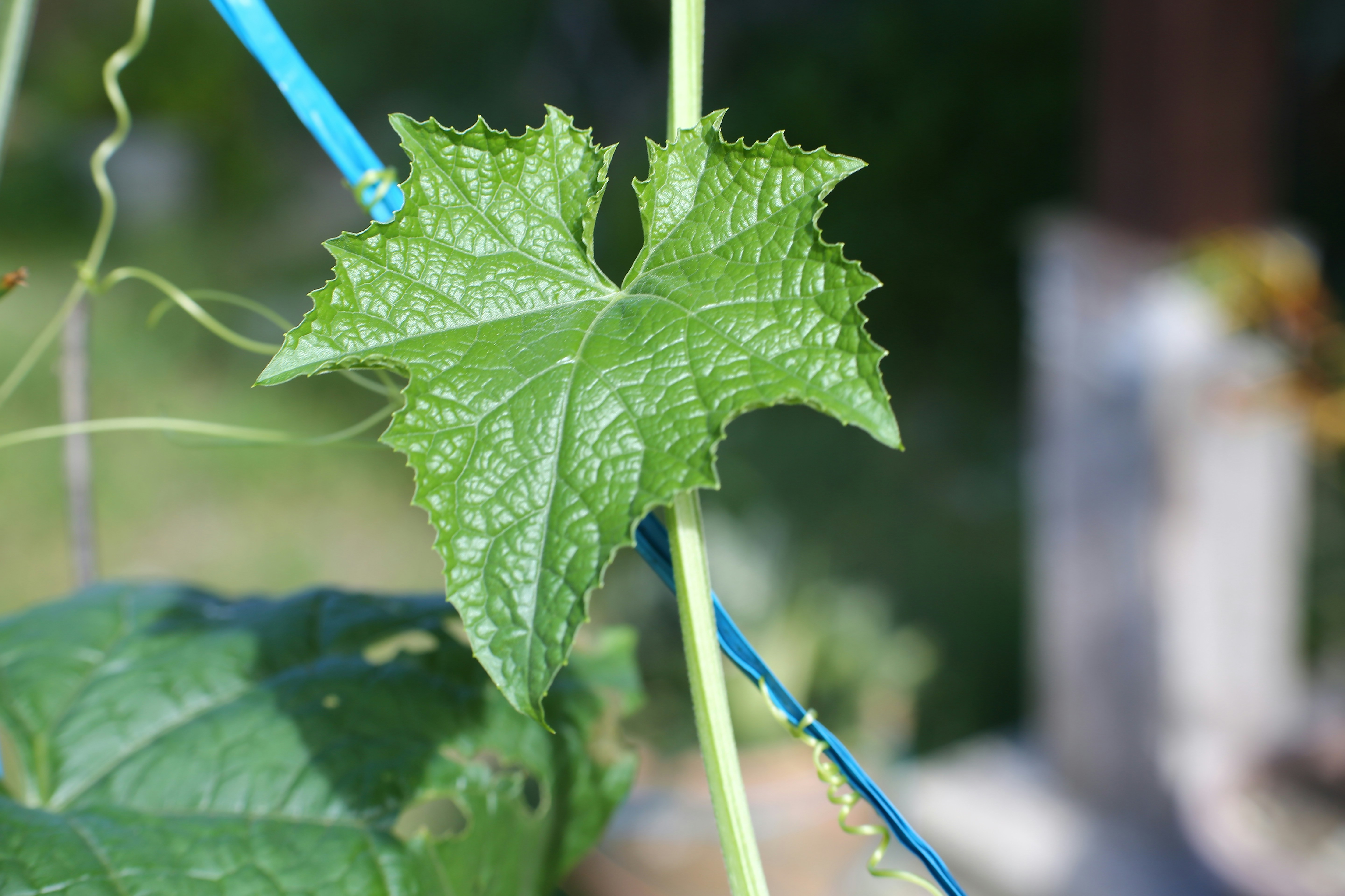 Un primo piano di una foglia verde su una pianta