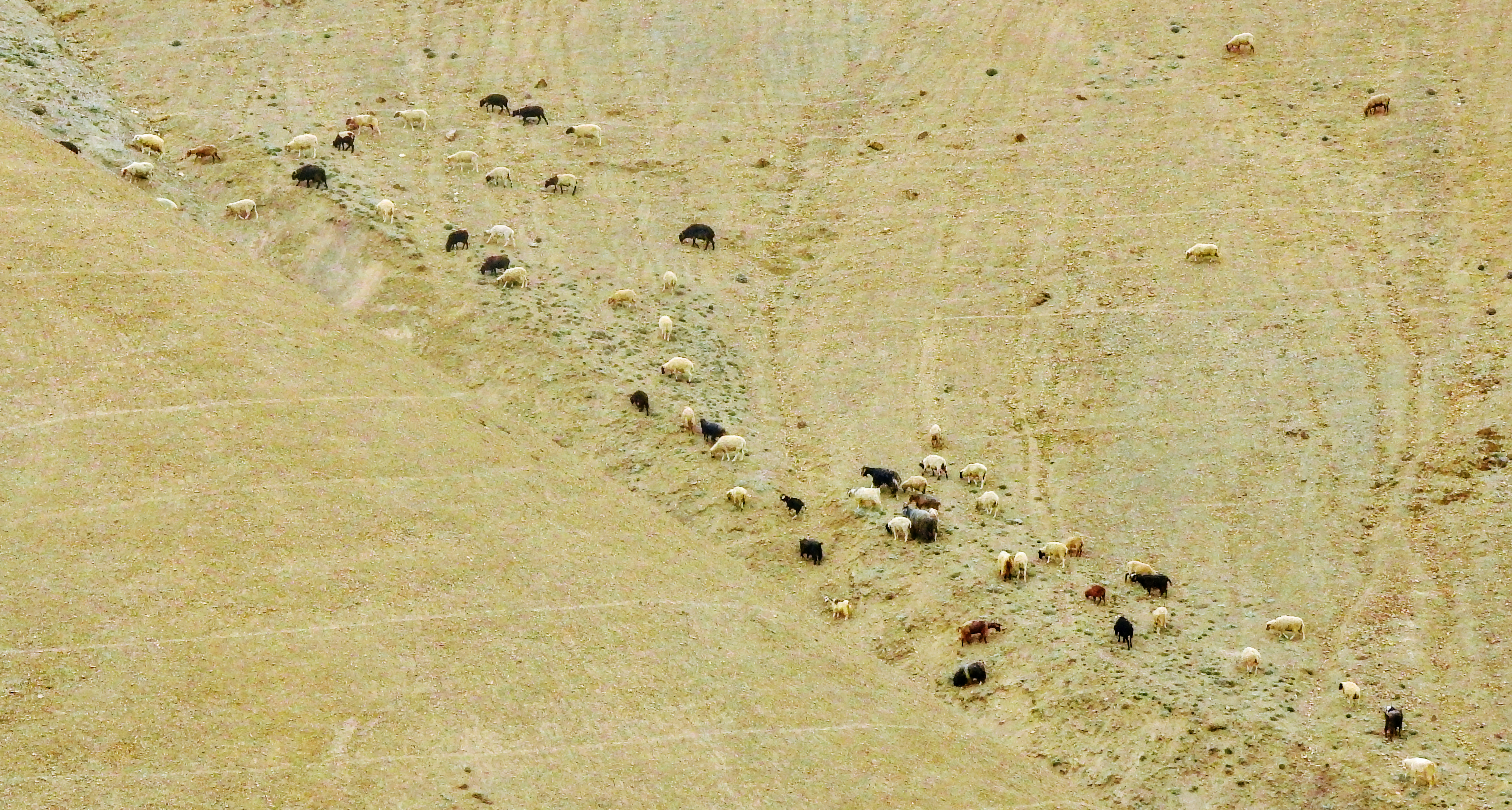Uno stormo di uccelli che cammina su una spiaggia sabbiosa