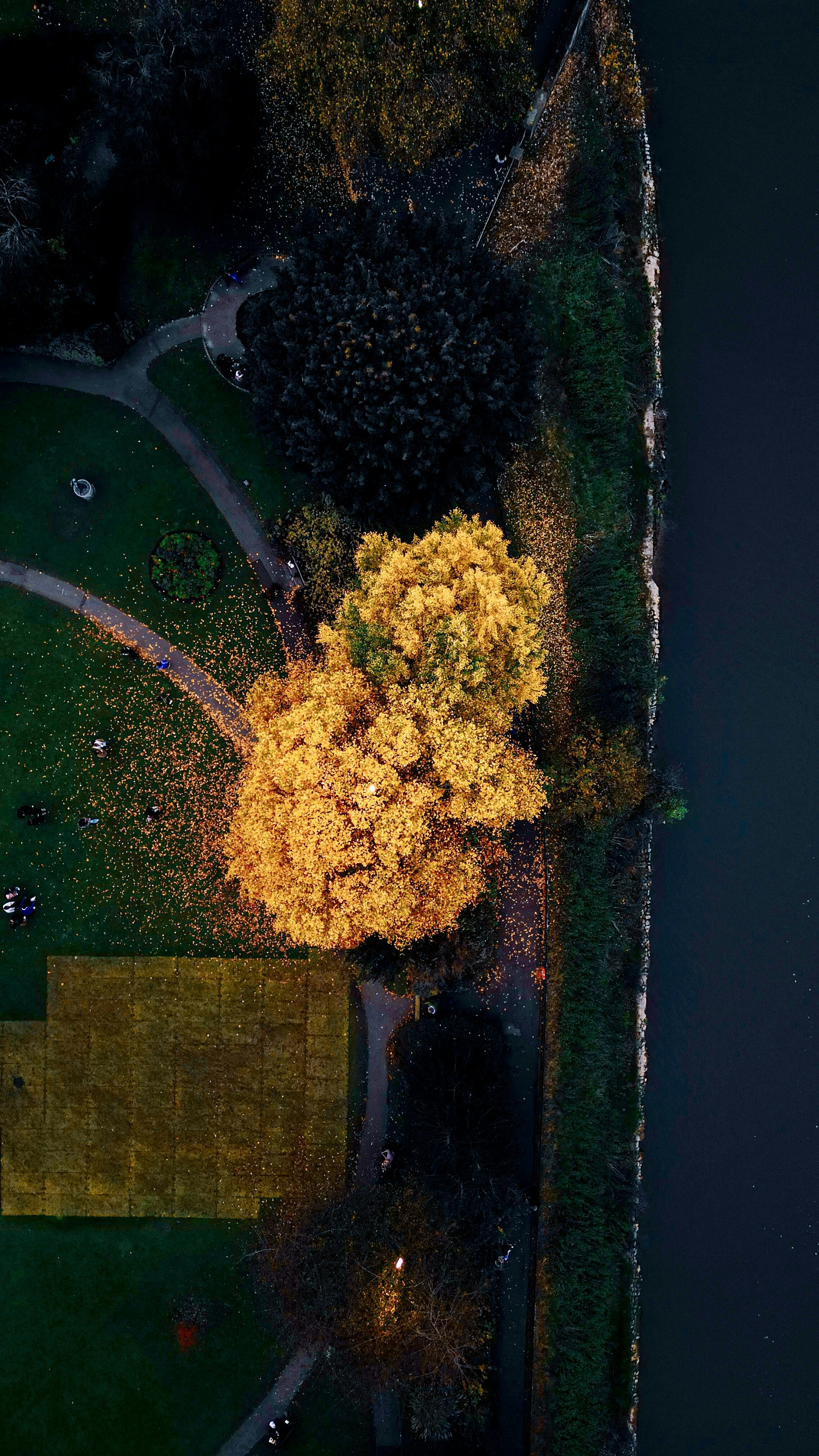 An aerial view of a park with a tree in the middle