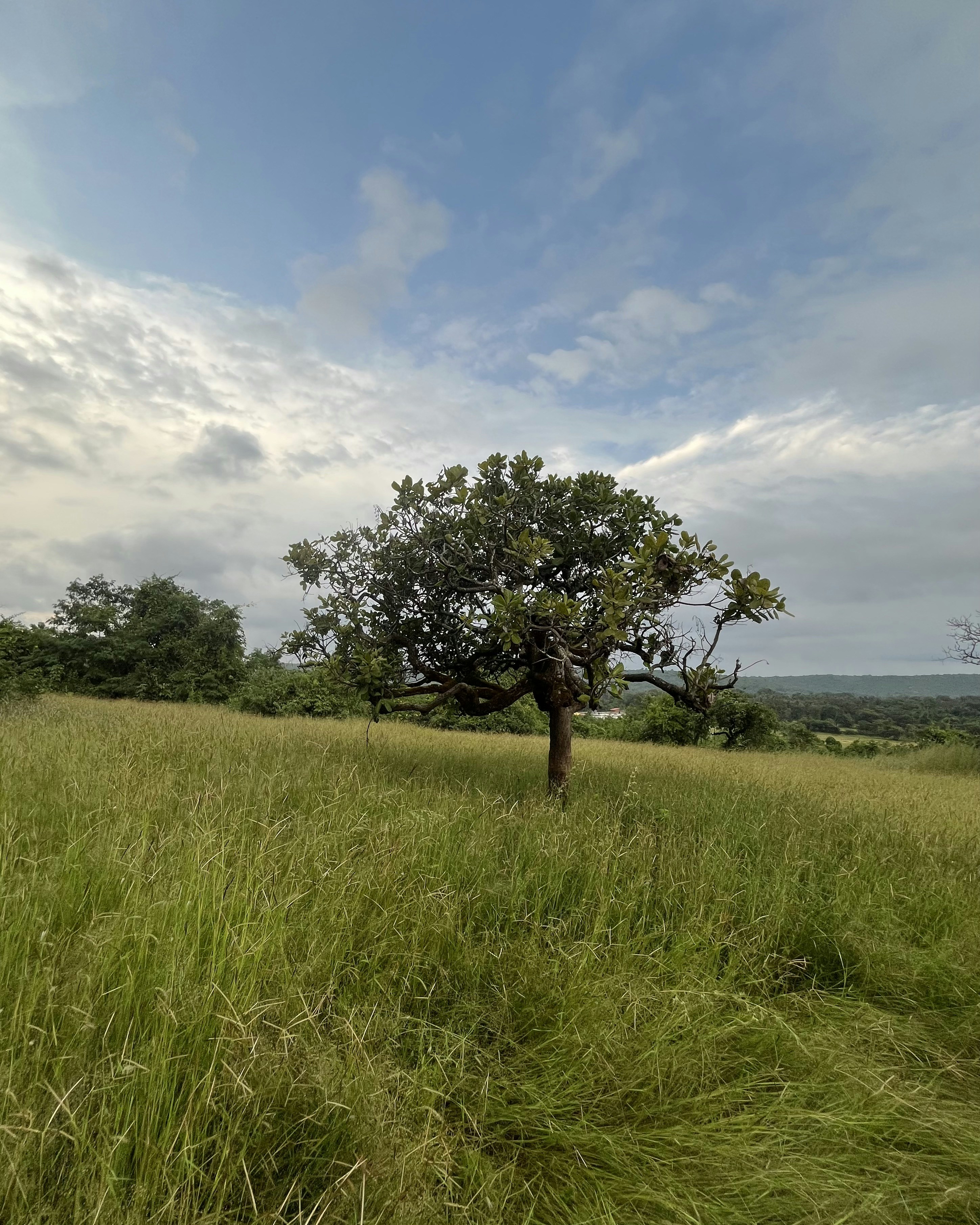 Photo by Vishwasa Navada K