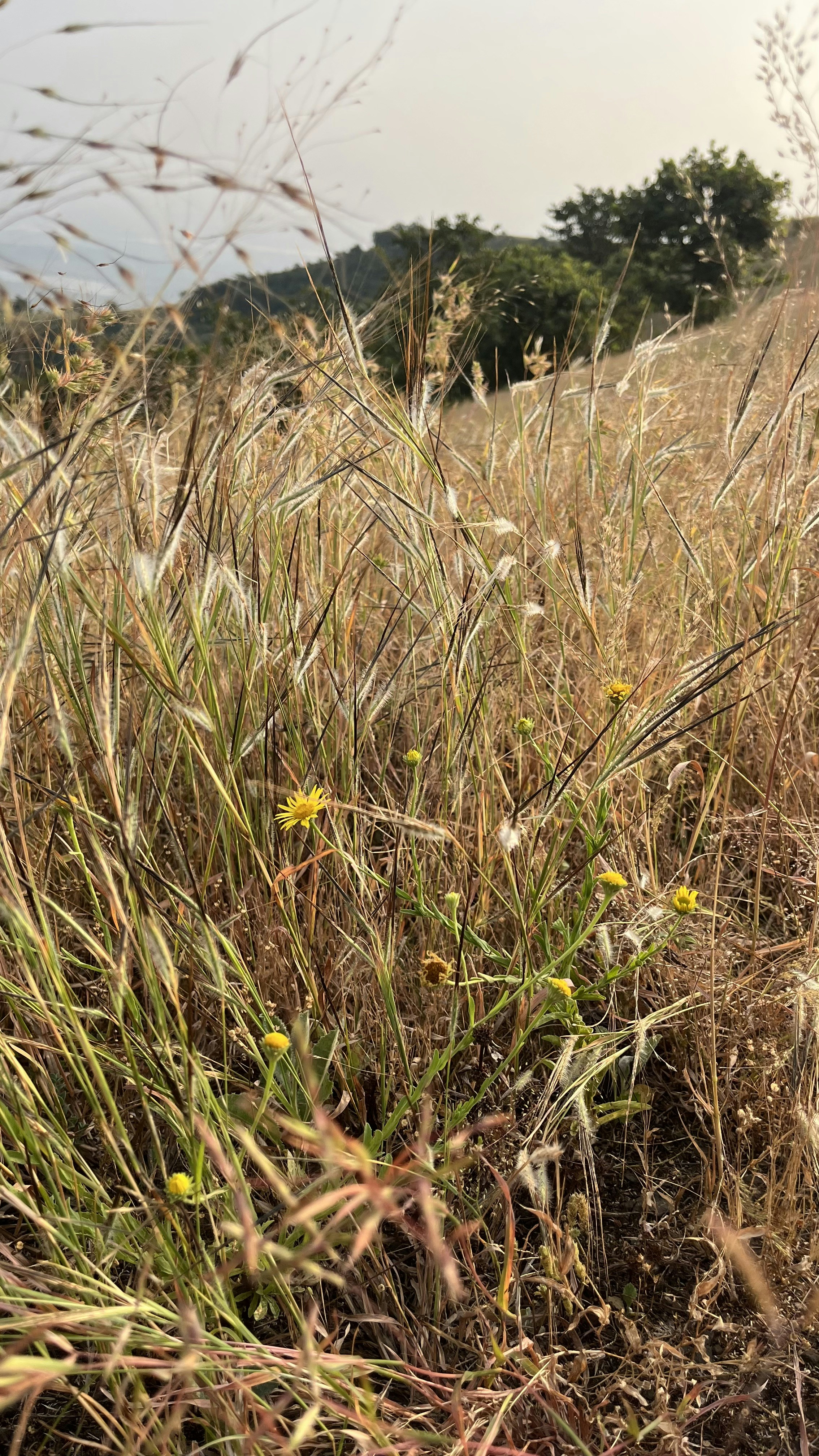 Photo by Vishwasa Navada K