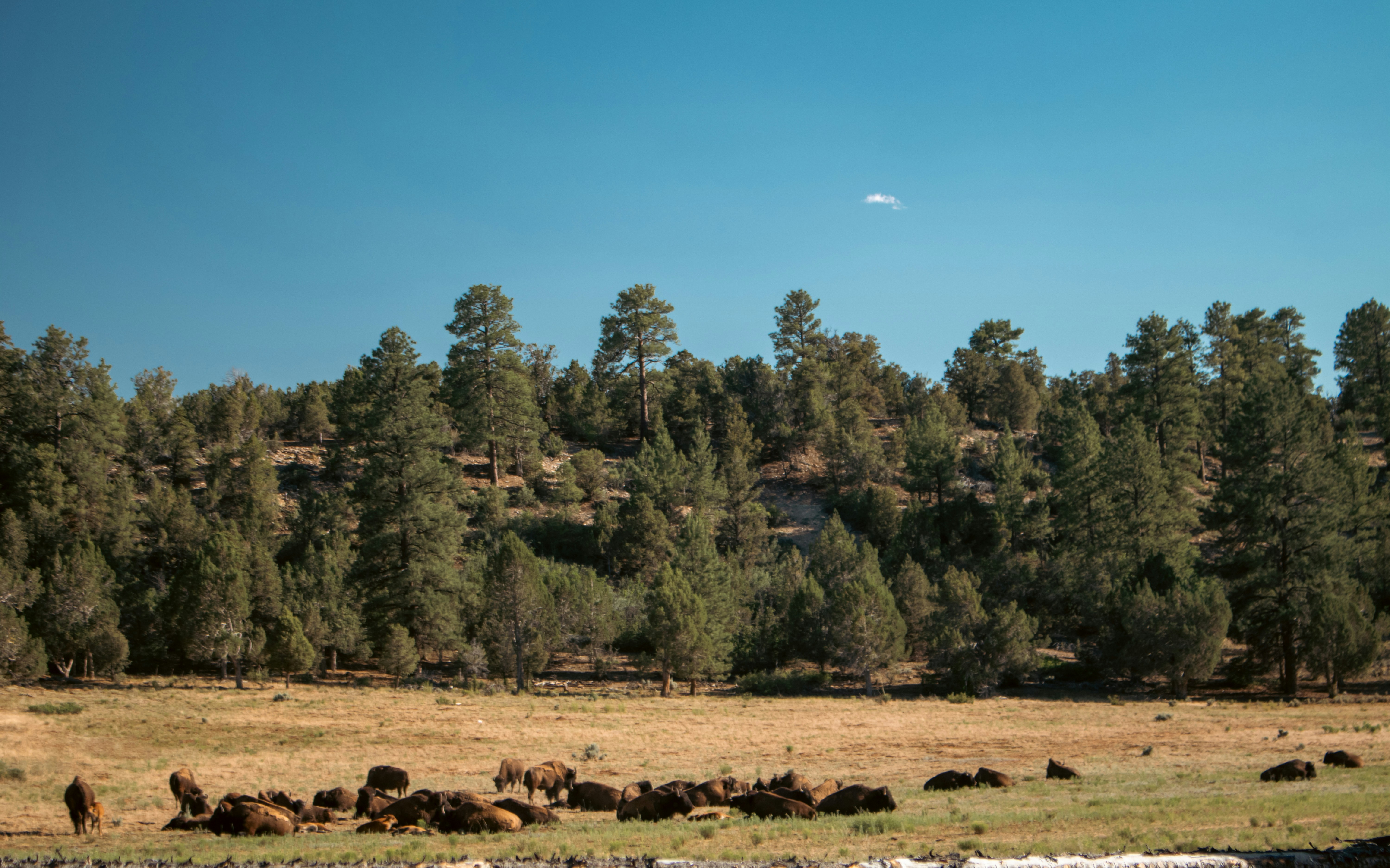 Photo by zoshuacolah