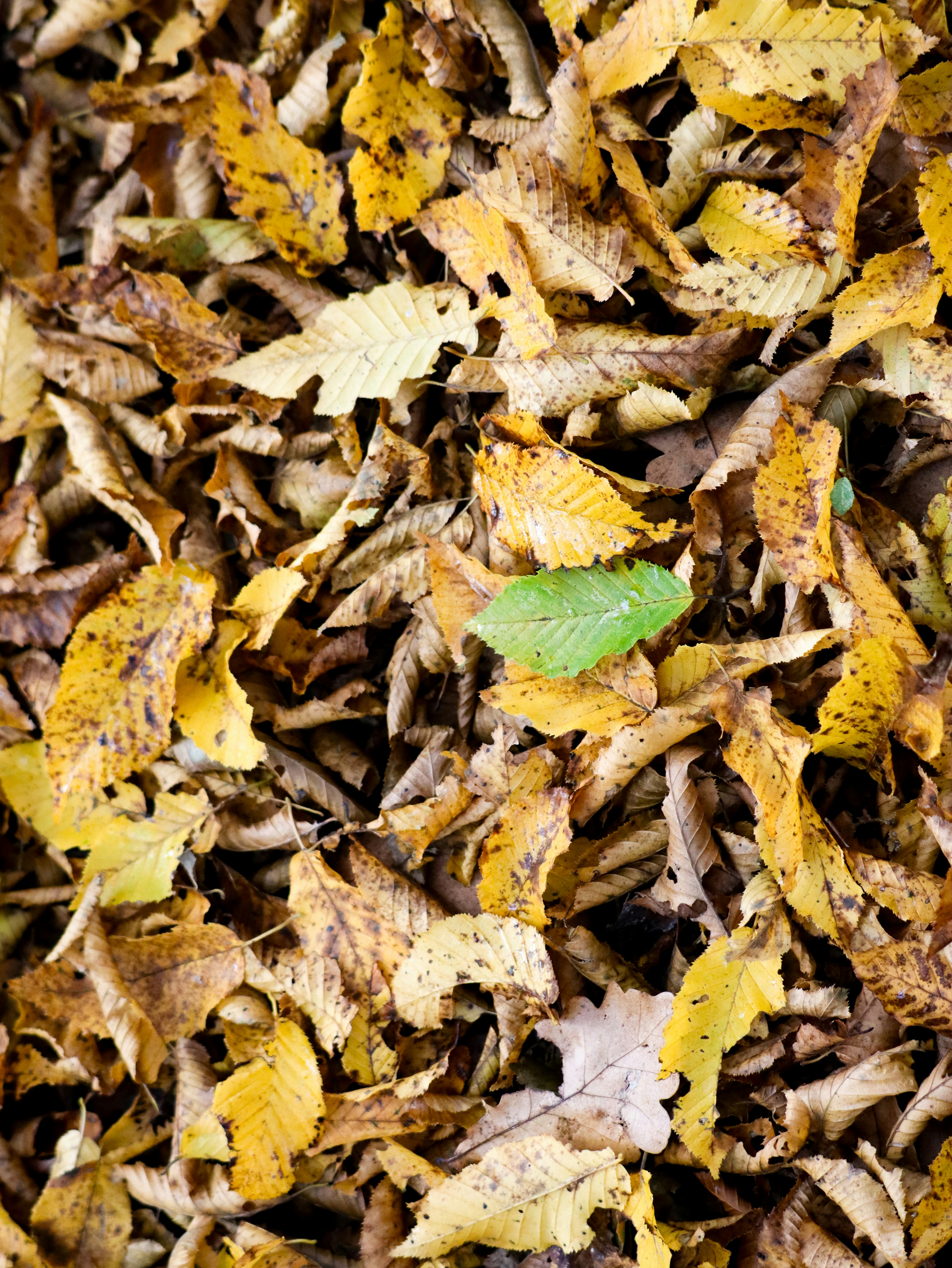 Top-Rated Lawn Care Services in Baton Rouge 's image