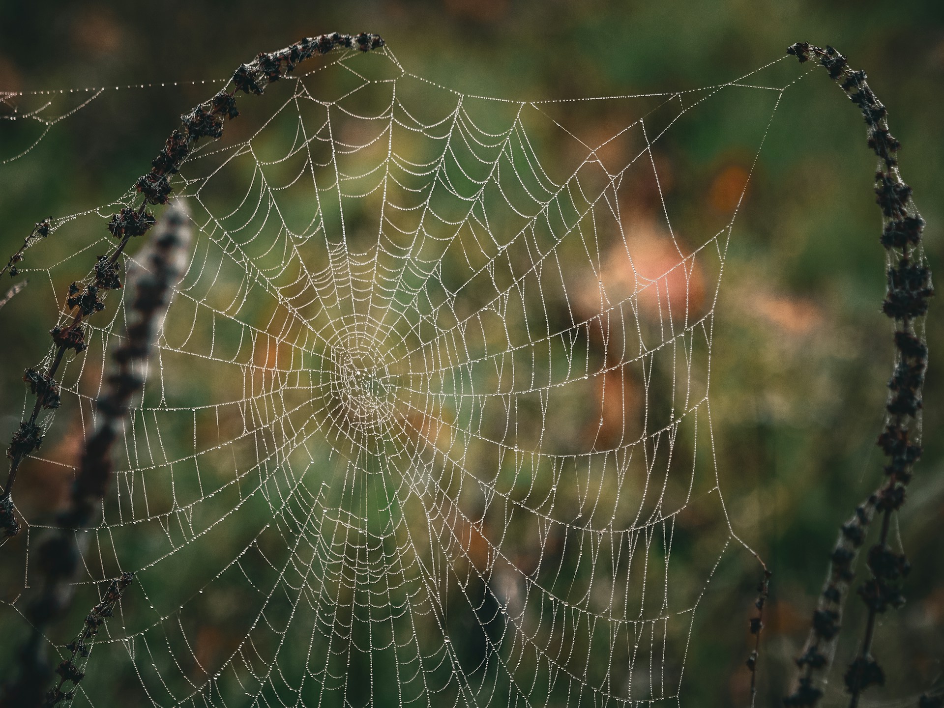 A spider web in the middle of a forest