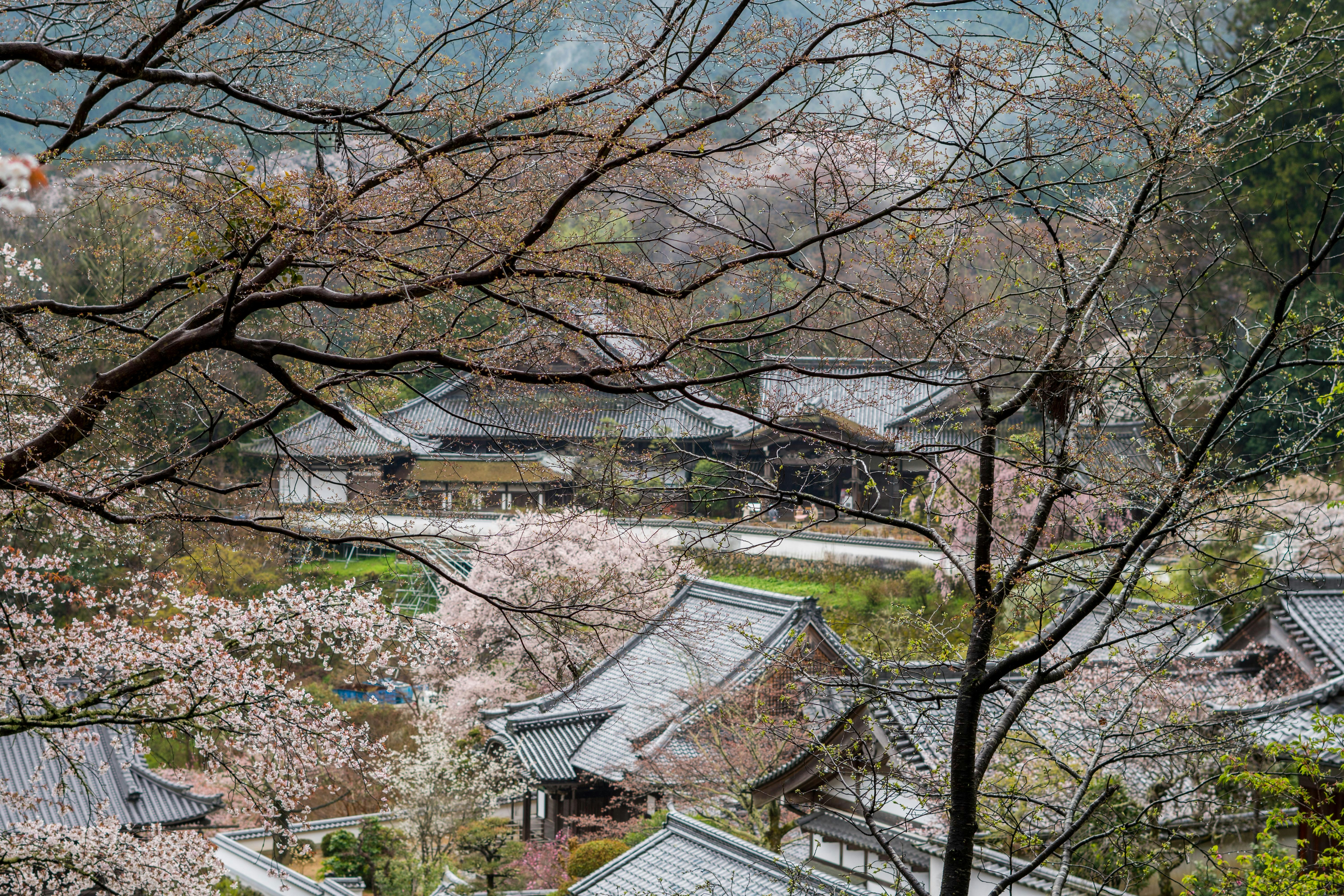 A view of a village with a lot of trees