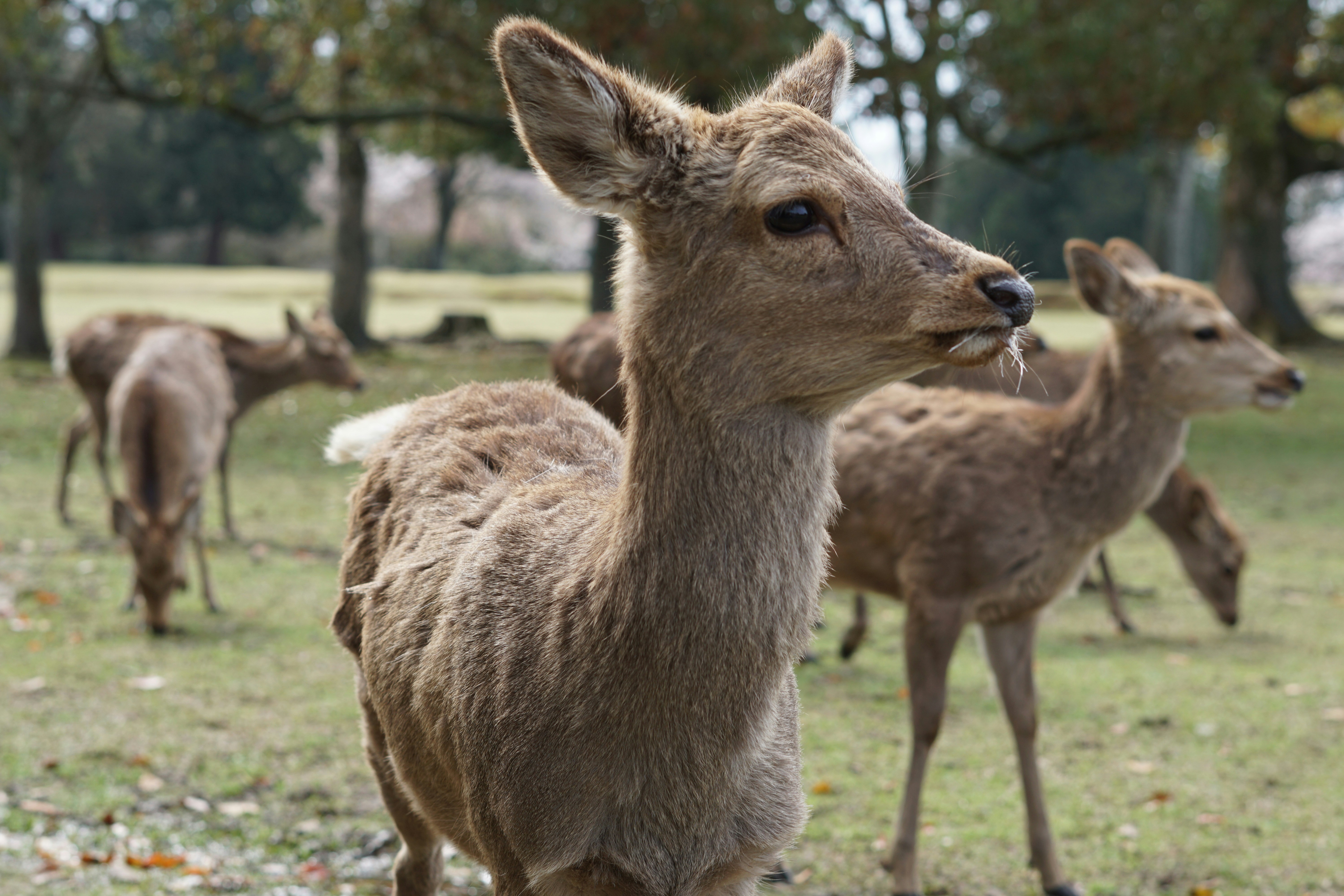 A herd of deer standing on top of a grass covered field