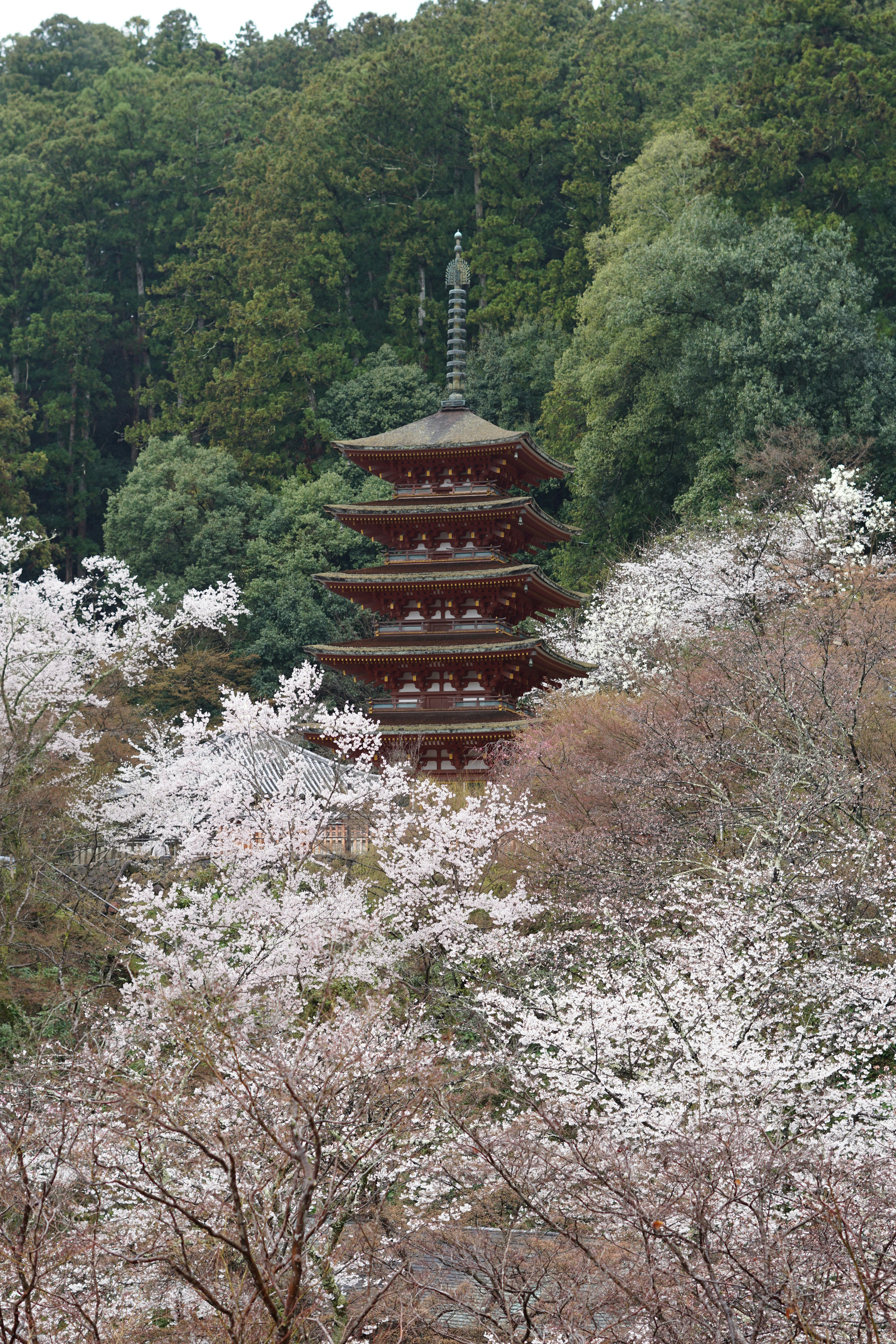 Photo by antonioaaaraujo