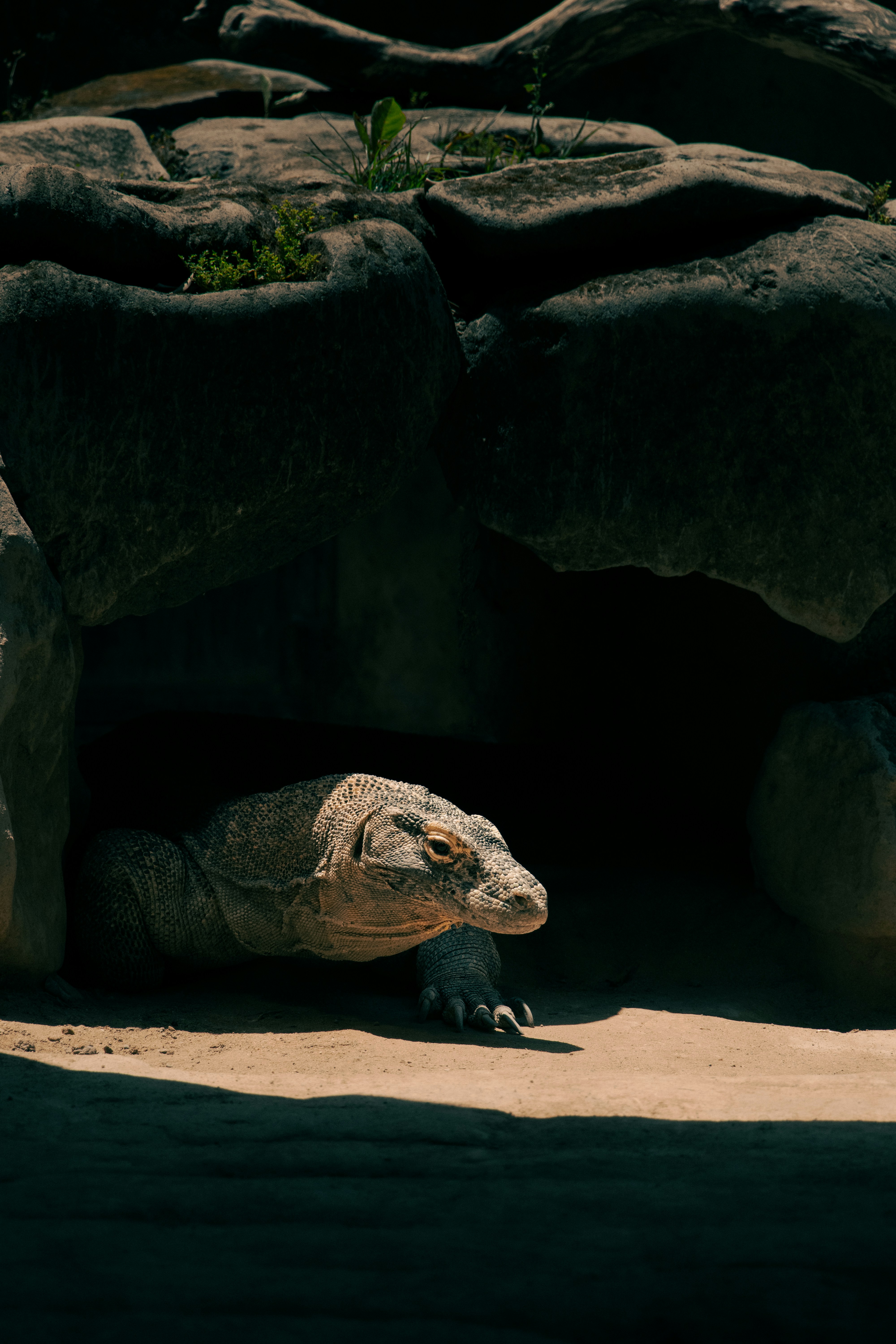 A large lizard sitting on top of a sandy ground