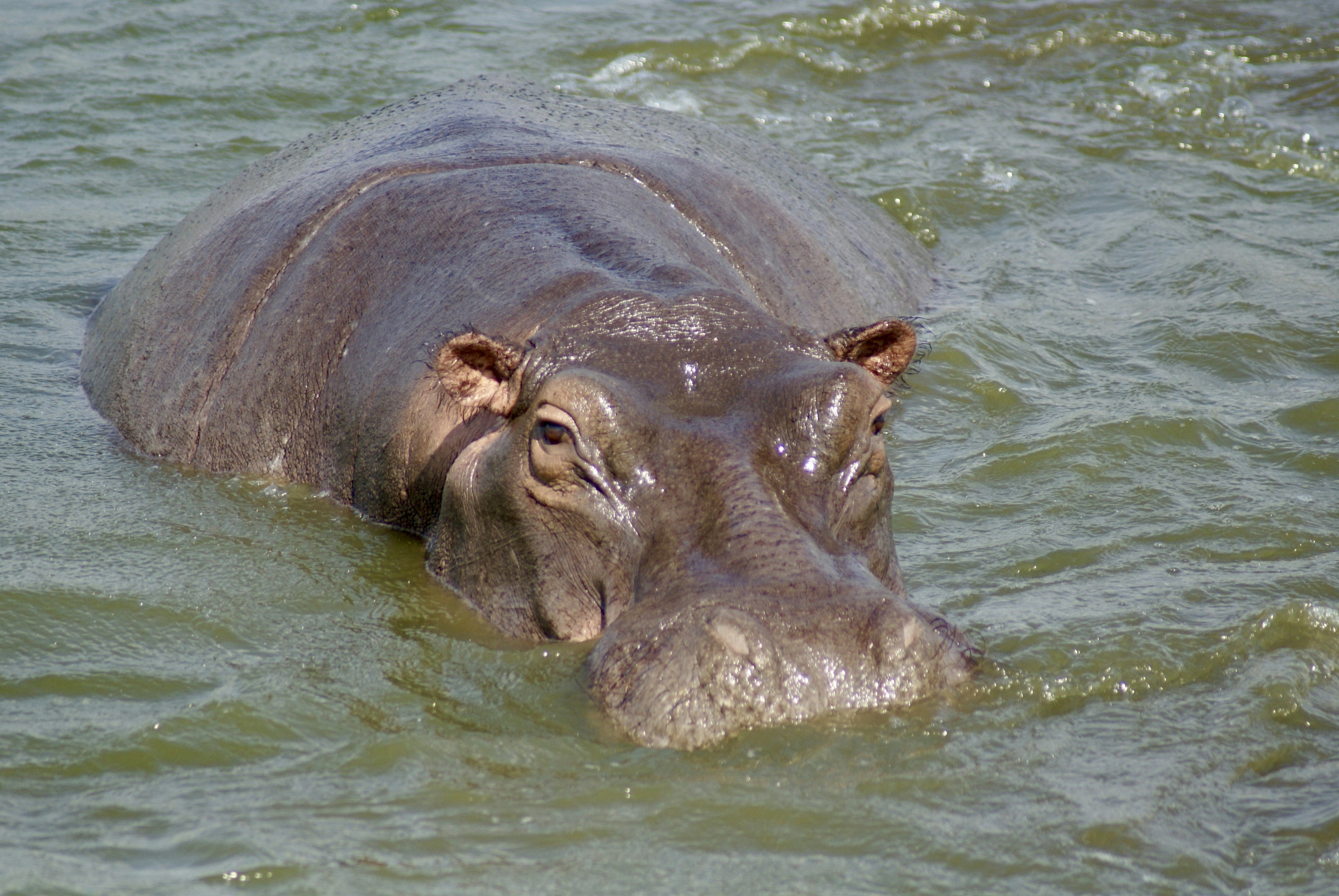 The Projectile Dung Defense of Hippopotamuses (image credits: unsplash)
