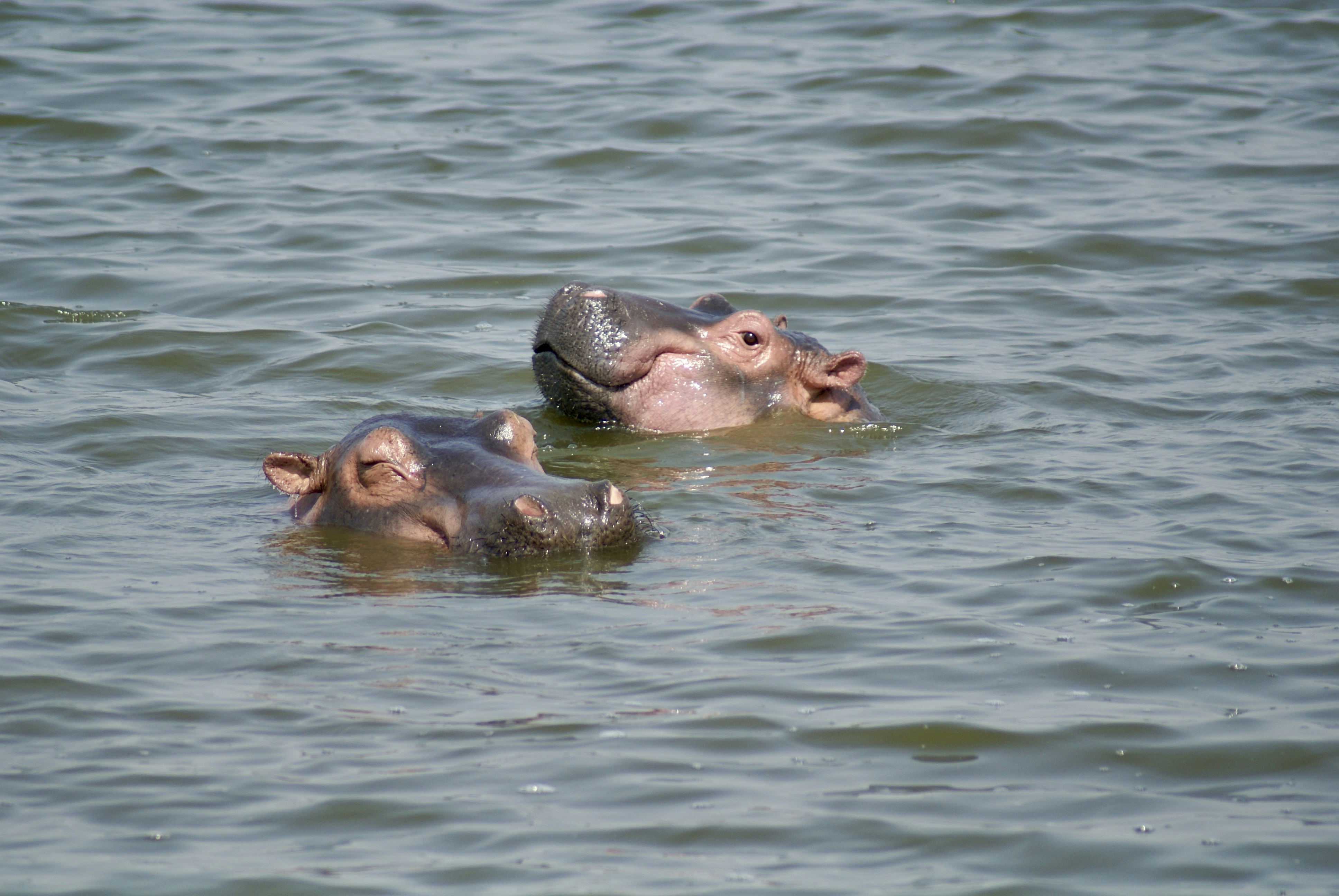Two hippopotamus swimming in a body of water