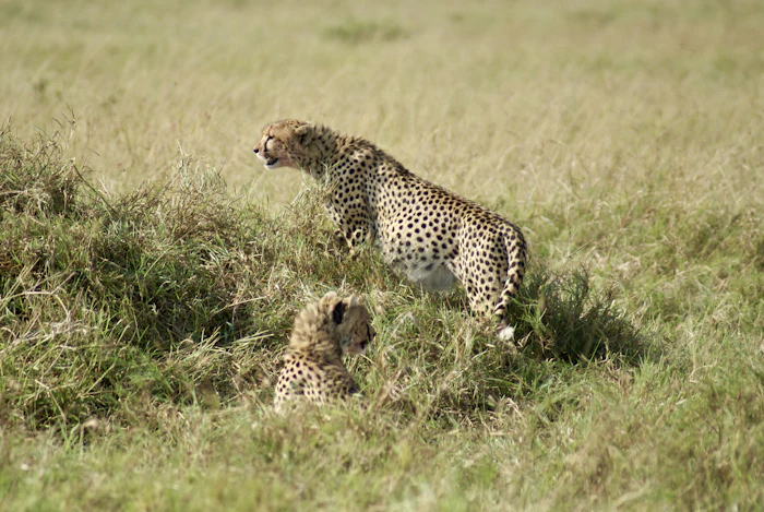 Cheetah