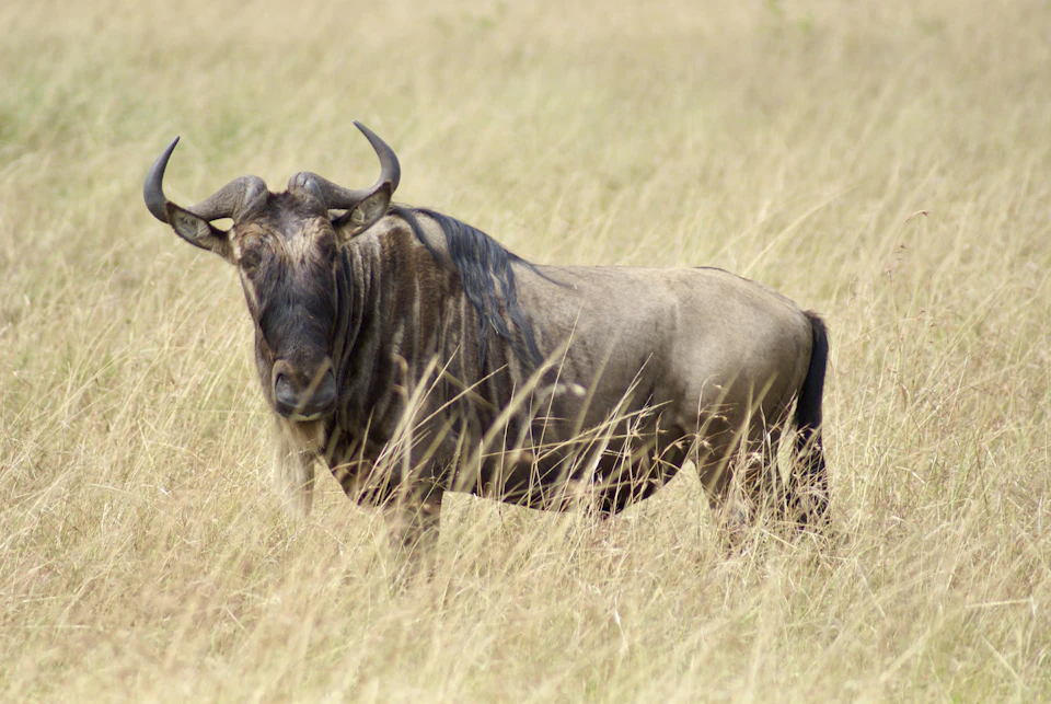 The image depicts a single wildebeest standing in a field of tall, dry grass. The wildebeest is facing towards the right side of the frame and has its head slightly tilted to the left. Its coat is a mix of brown and black colors, blending with the surrounding environment. The background features a light green color that contrasts with the dark brown tones of the tall grass.