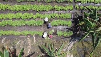 A group of people working in a field of plants