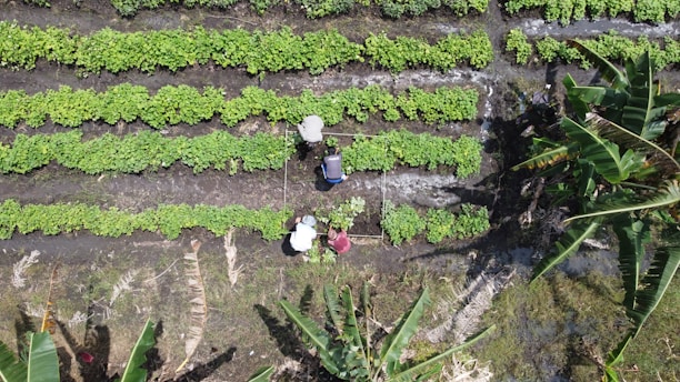 A group of people working in a field of plants