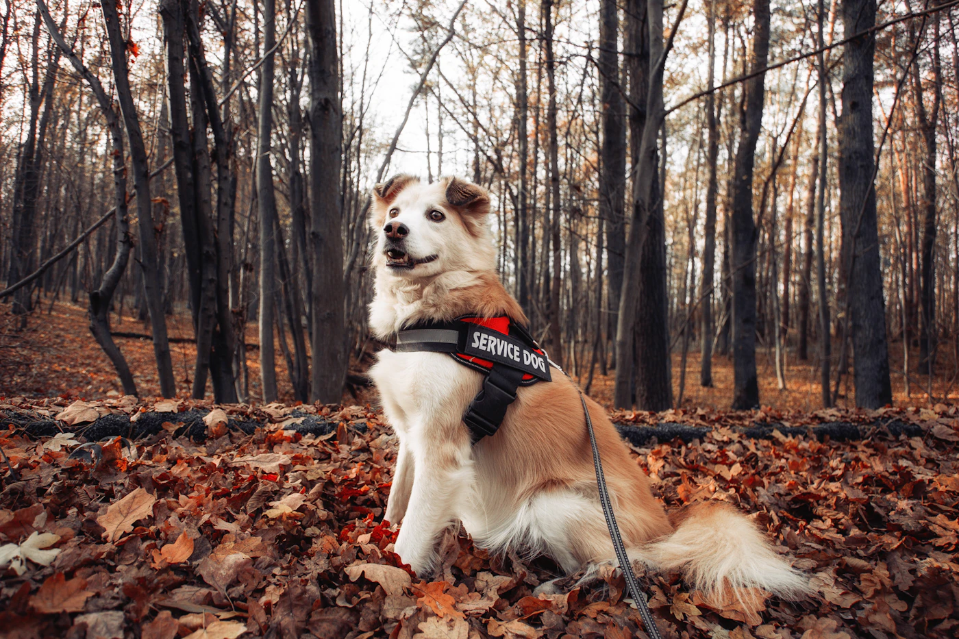 A calm working dog in a service harness on a leash beside its handler outdoors