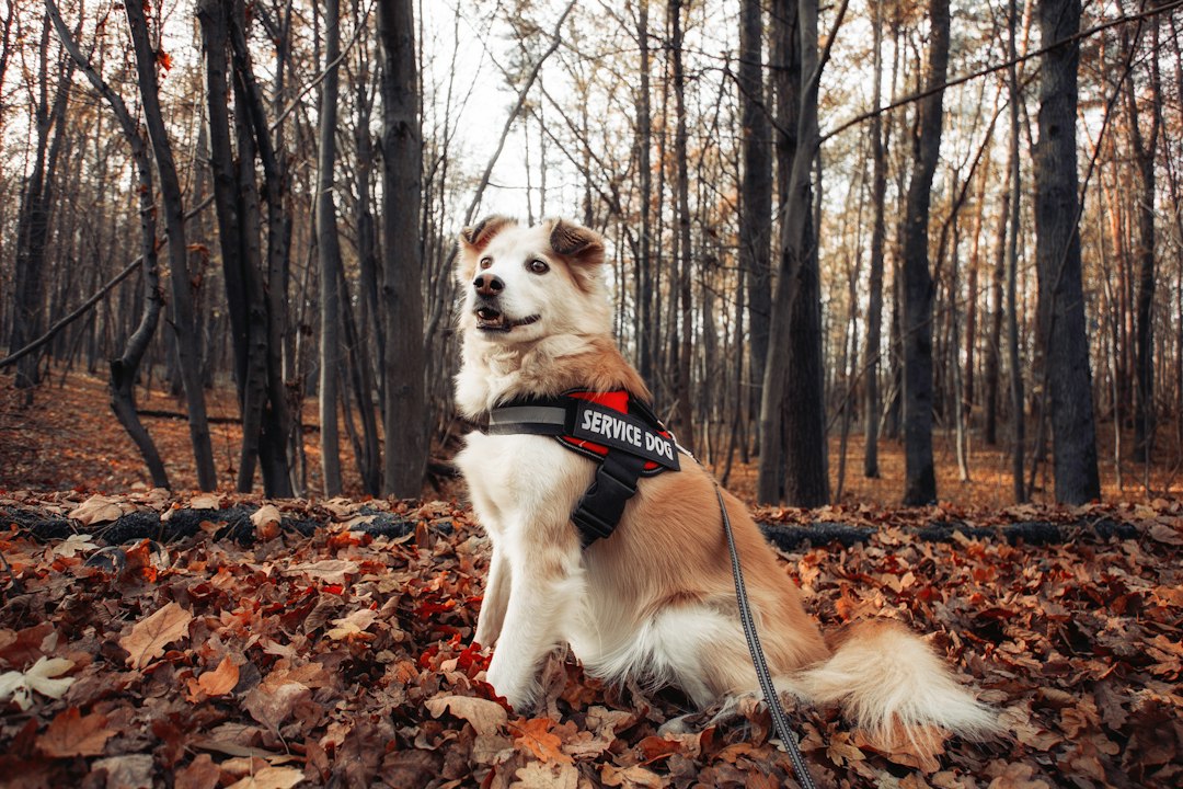 A brown and white dog sitting on top of a pile of leaves,