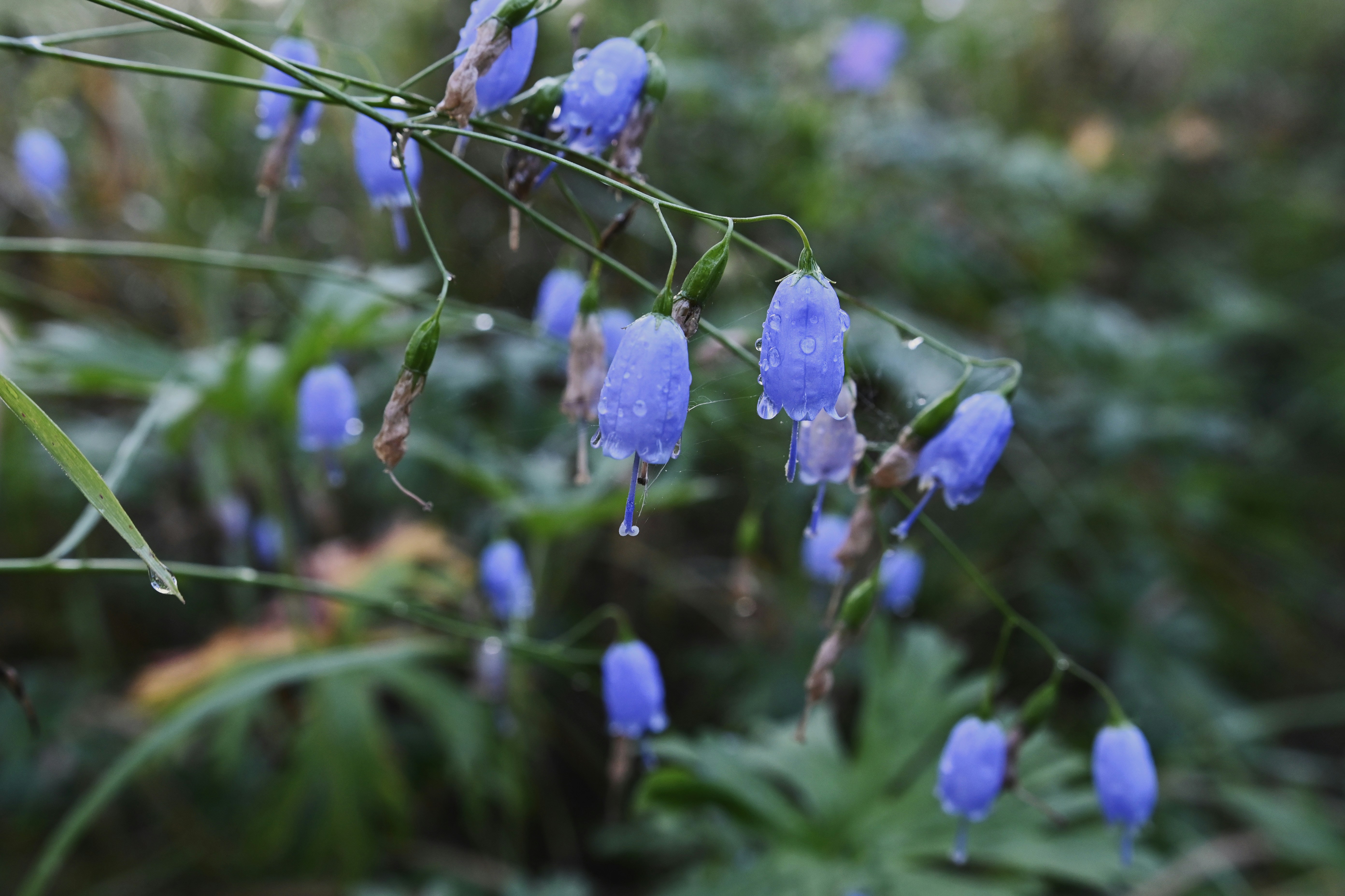 Siberian Taiga, Russia - None