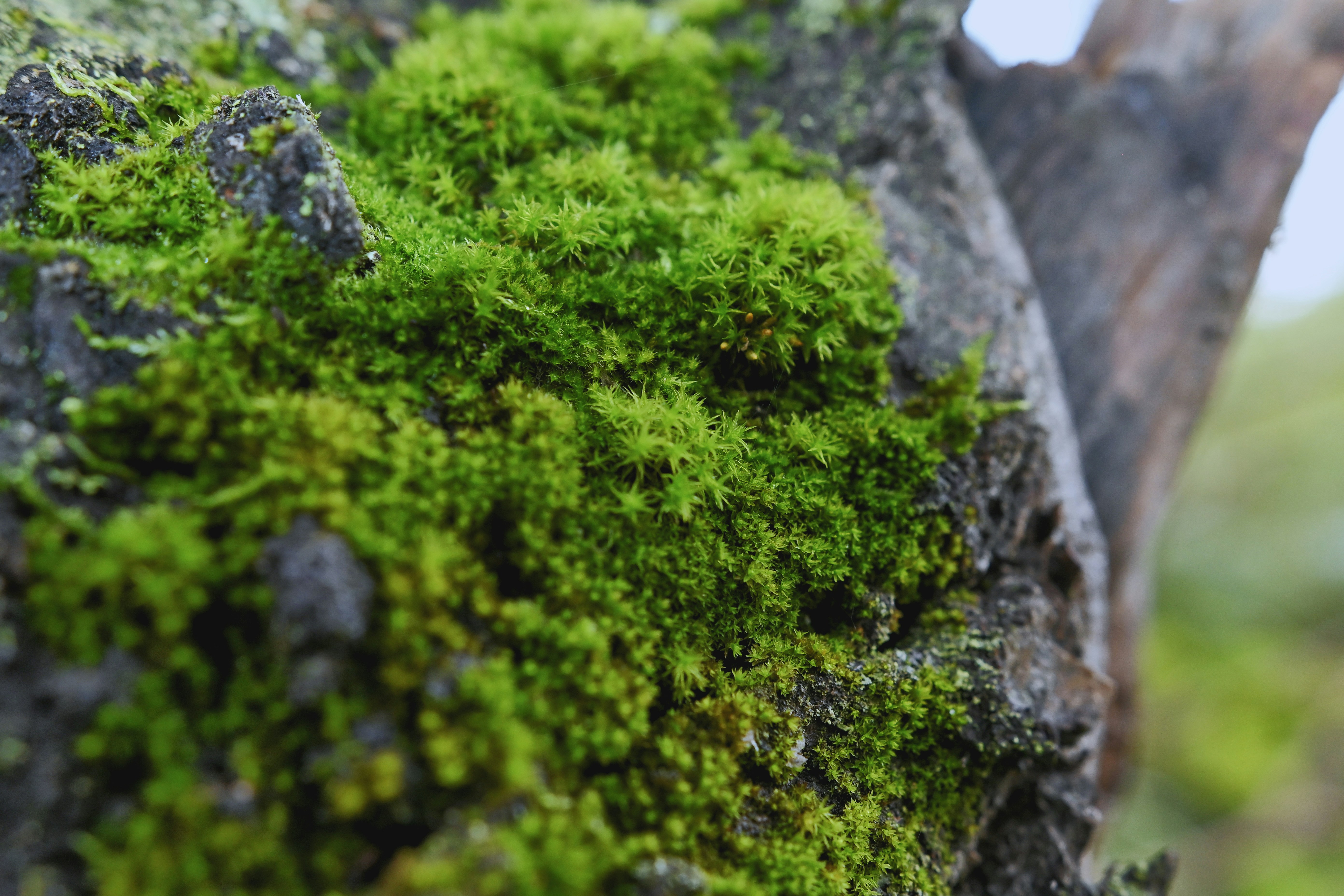 Photo by victoriakurcheva