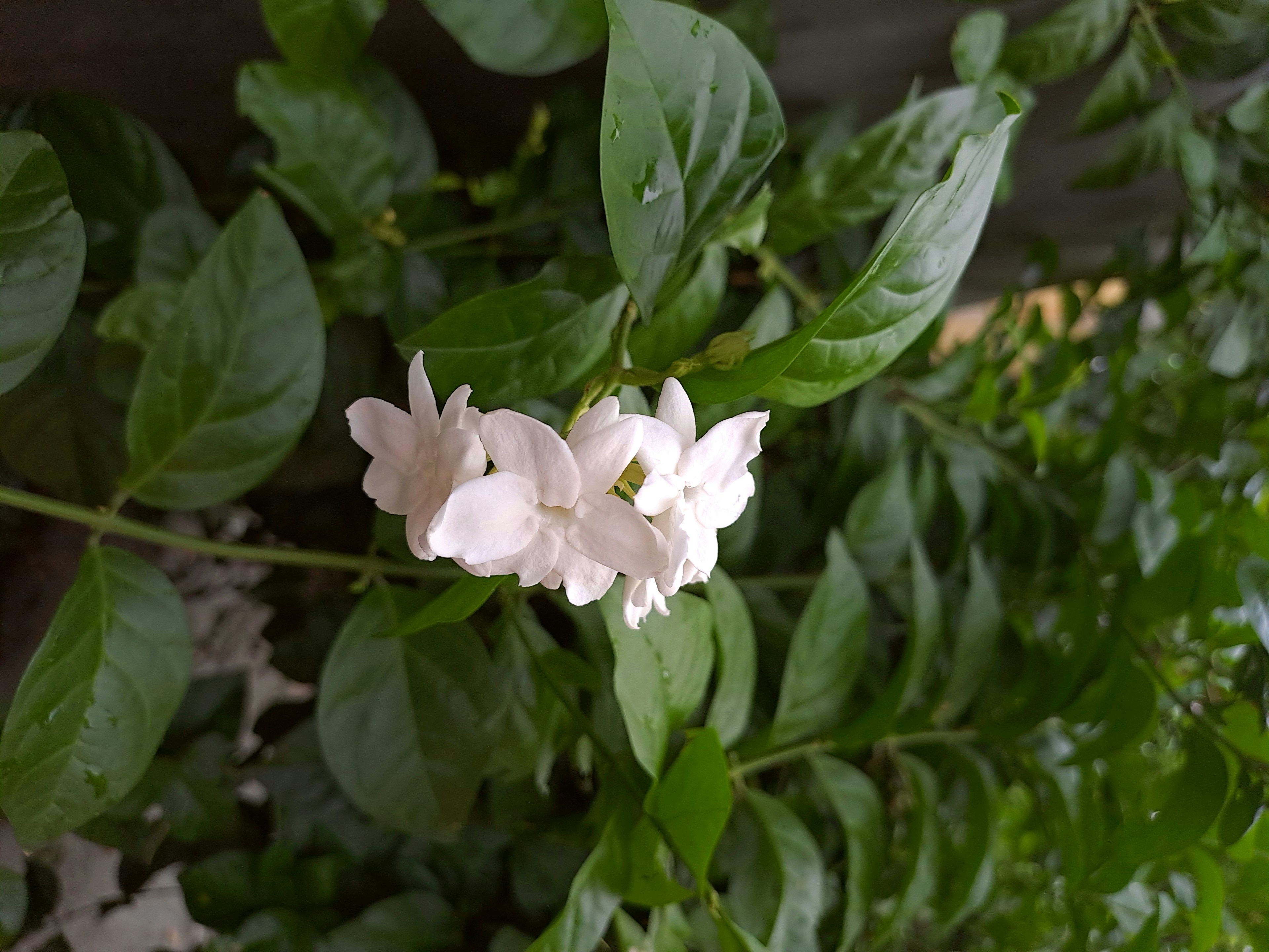 A white flower with green leaves in the background