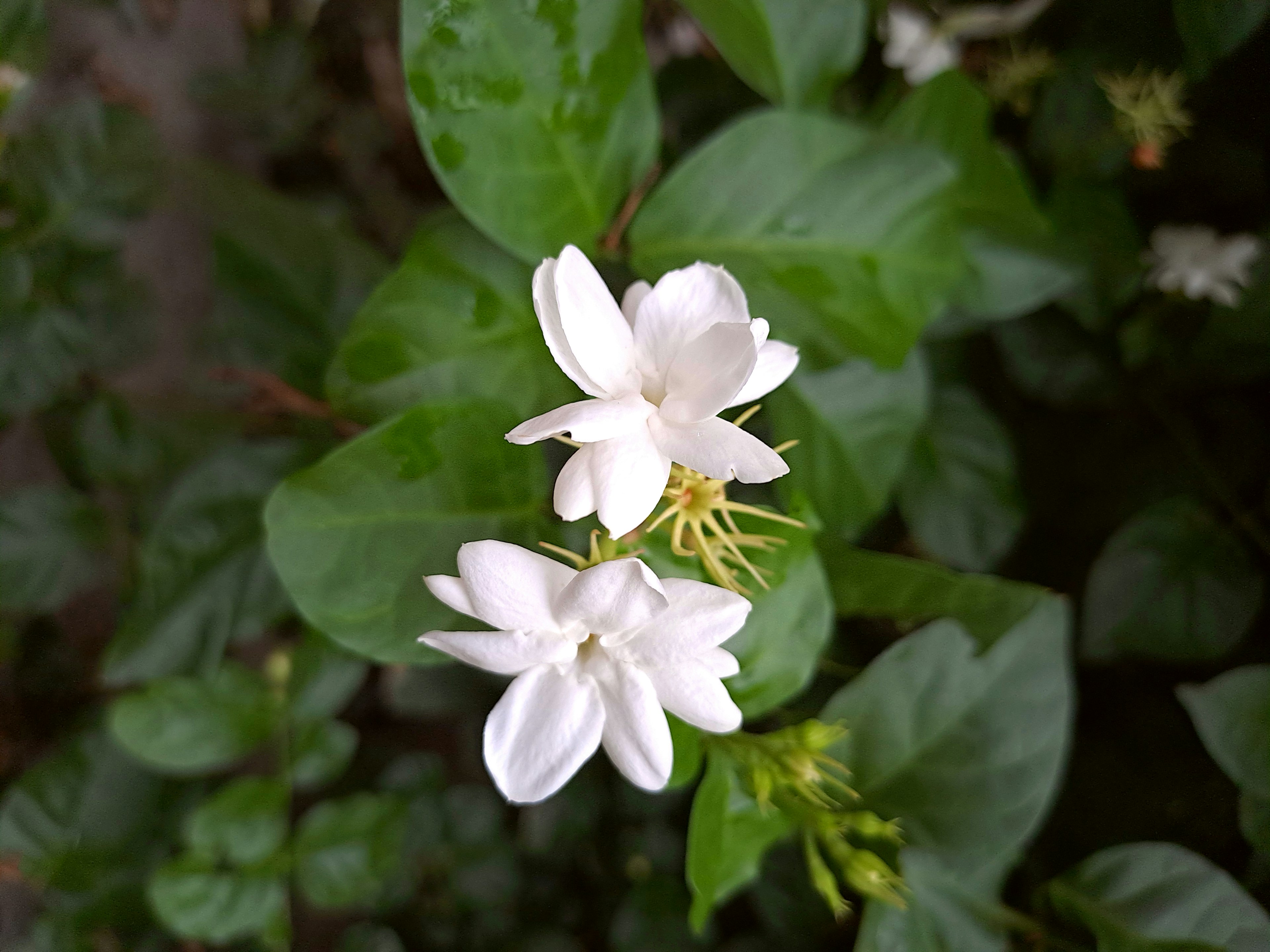 The Plant Behind the Oil: Jasmine