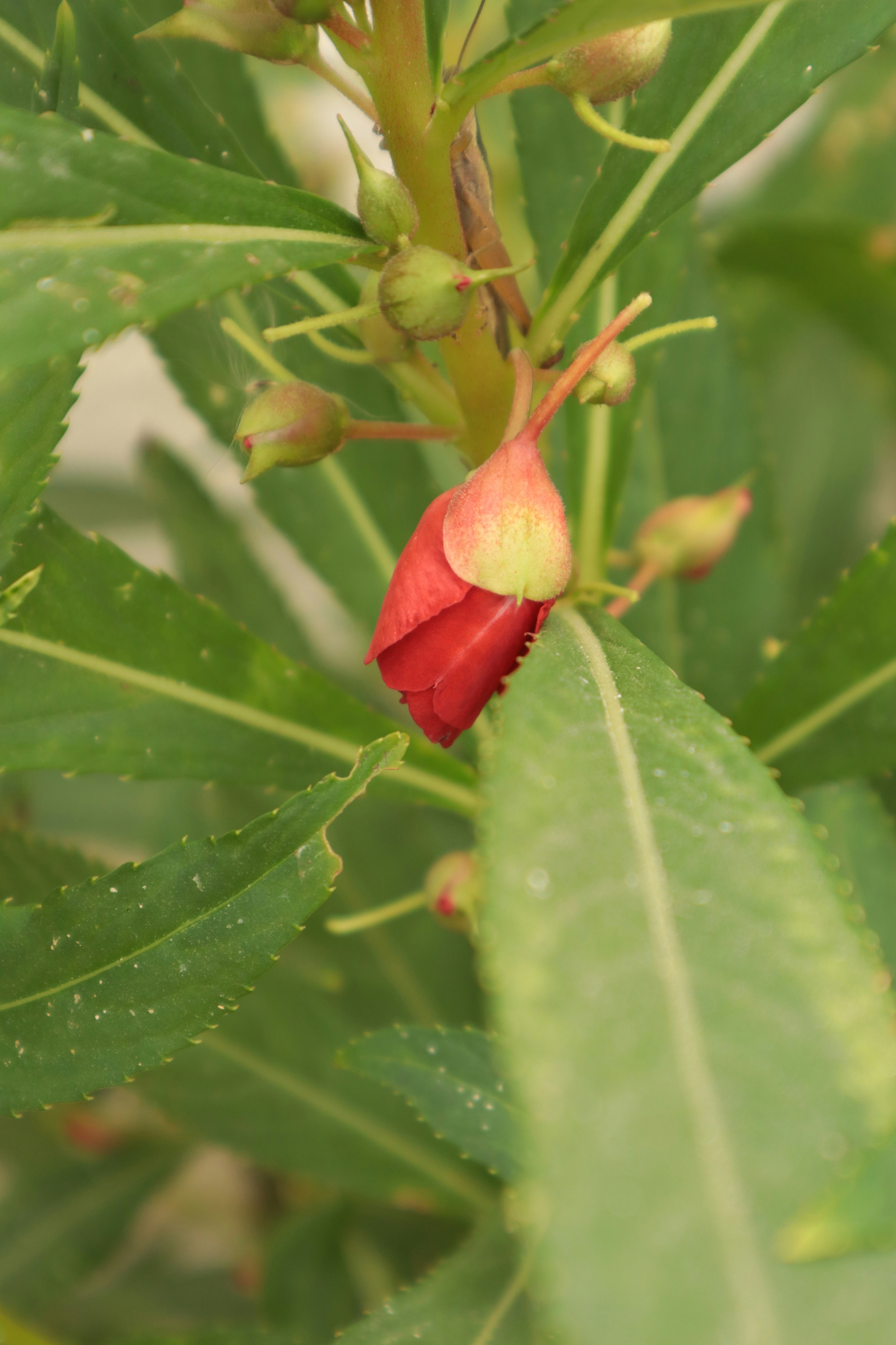 Photo by lensholic_dev